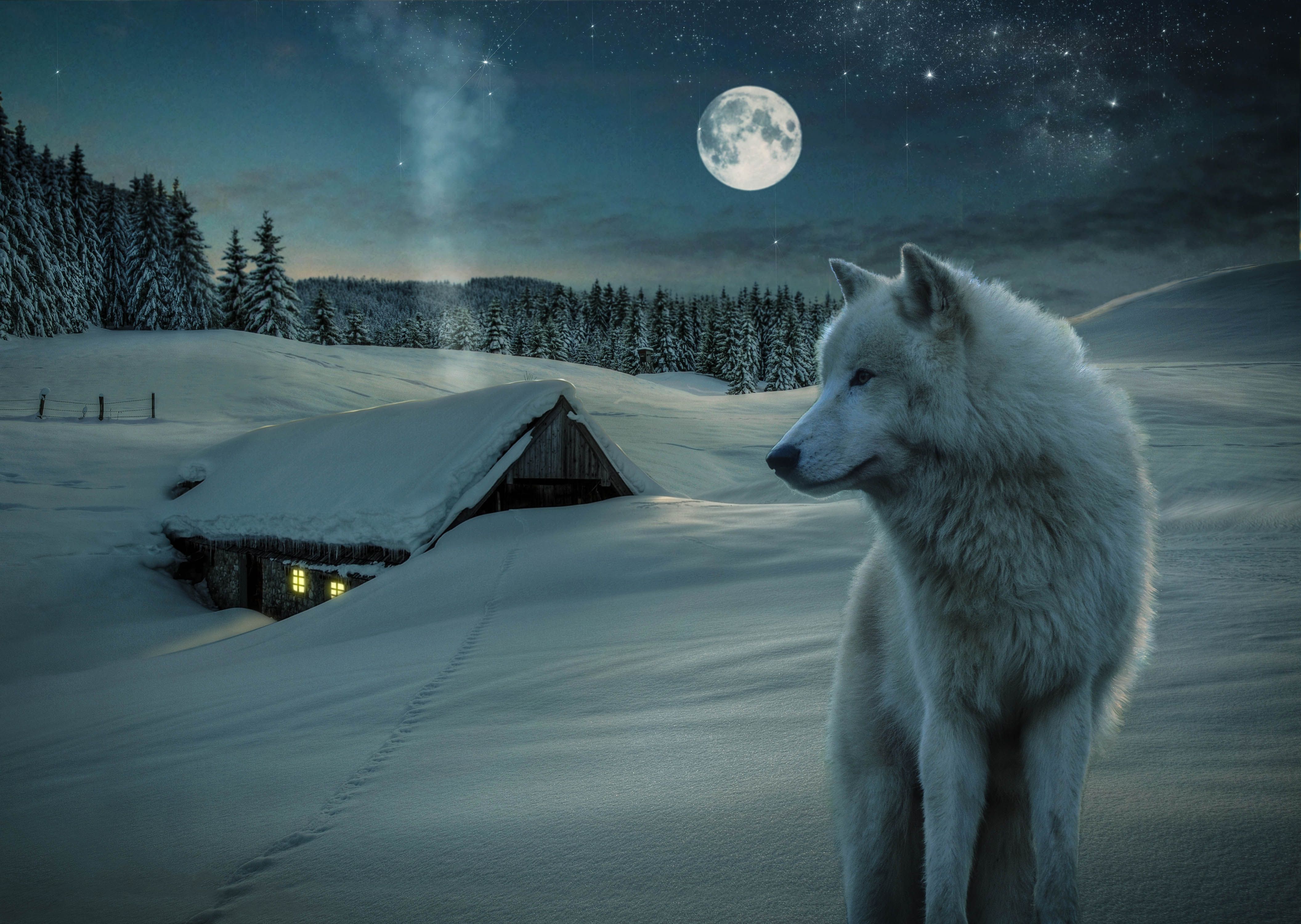 4224x3000 Phone wallpaper: Moon, Wolf, Night, White Wolf, Snow, Wolves, House, Stars, Starry Sky, Winter, Animal 392829