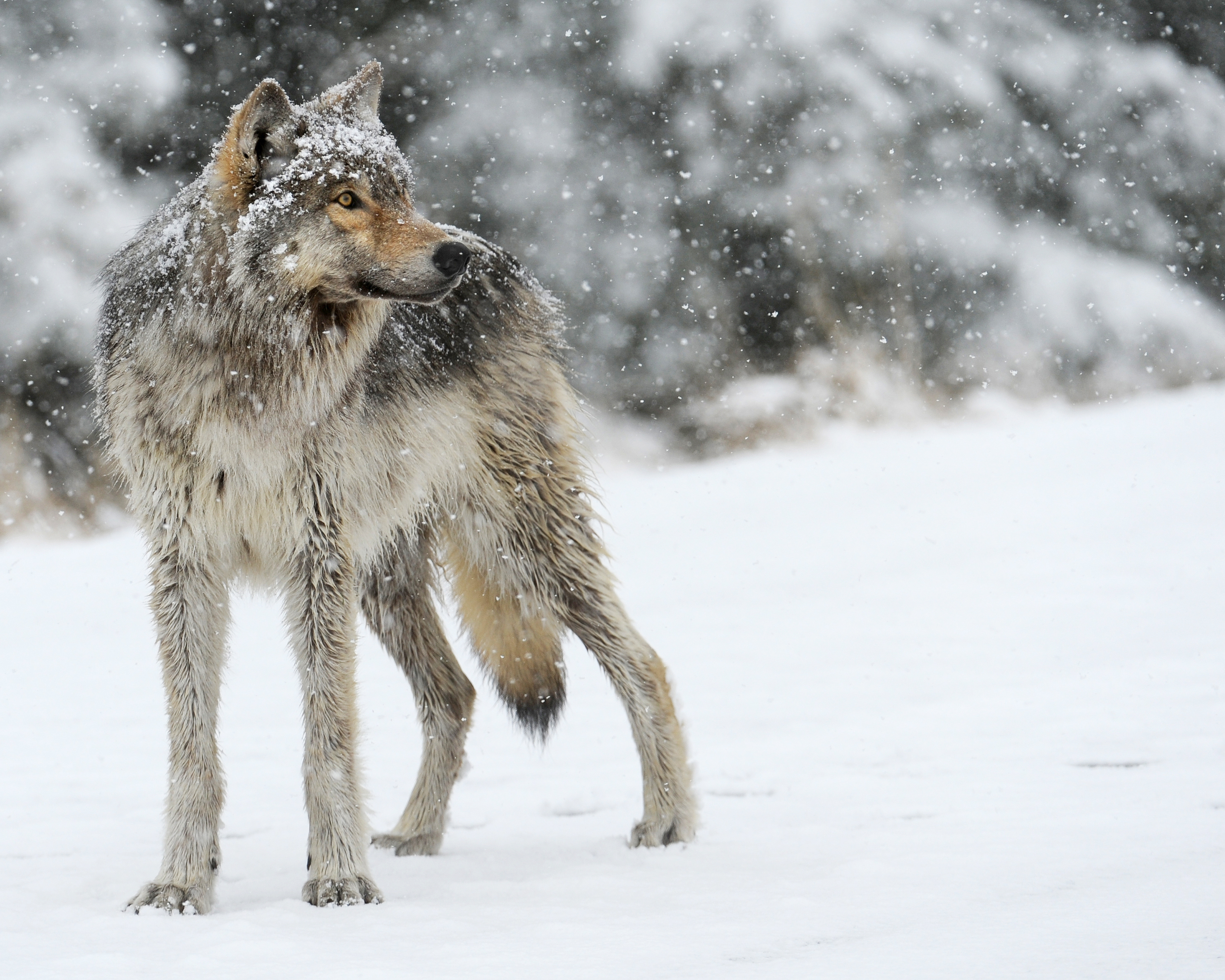 2960x2368 wolf, snow, winter Wallpaper, HD Animals 4K Wallpaper, Image and Background
