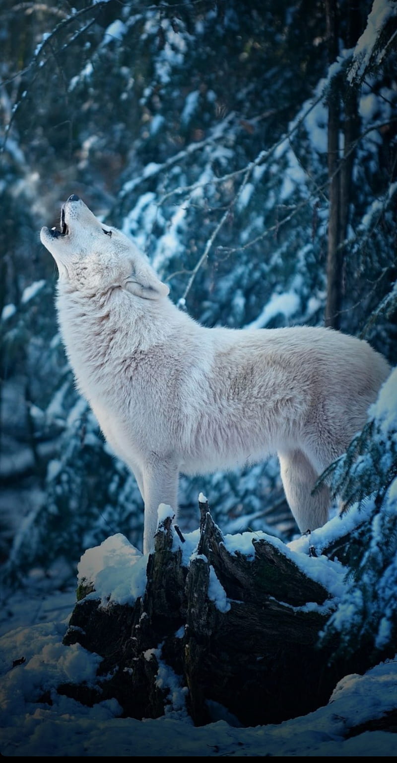 800x1534 HD white wolf in snow wallpaper