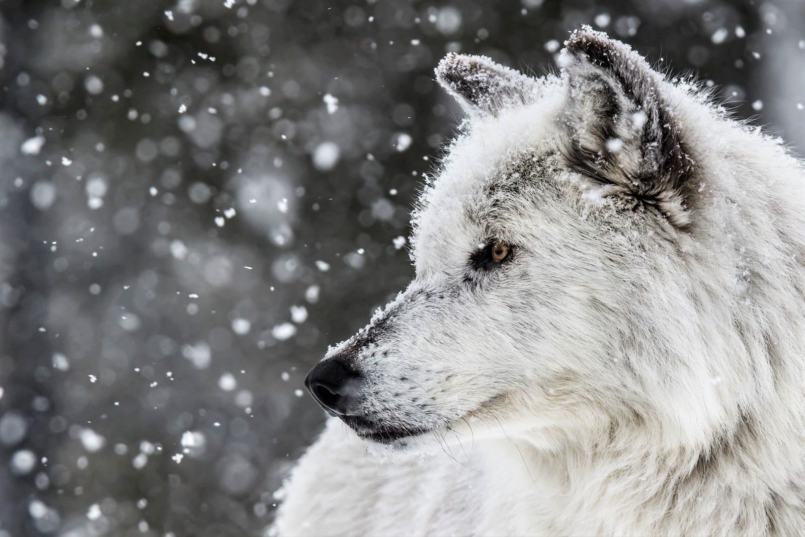 1600x1067 Desktop wallpaper: Animal, Wolf, Snowfall, White Wolf, Winter, Wolves 4K free download for PC. 420719