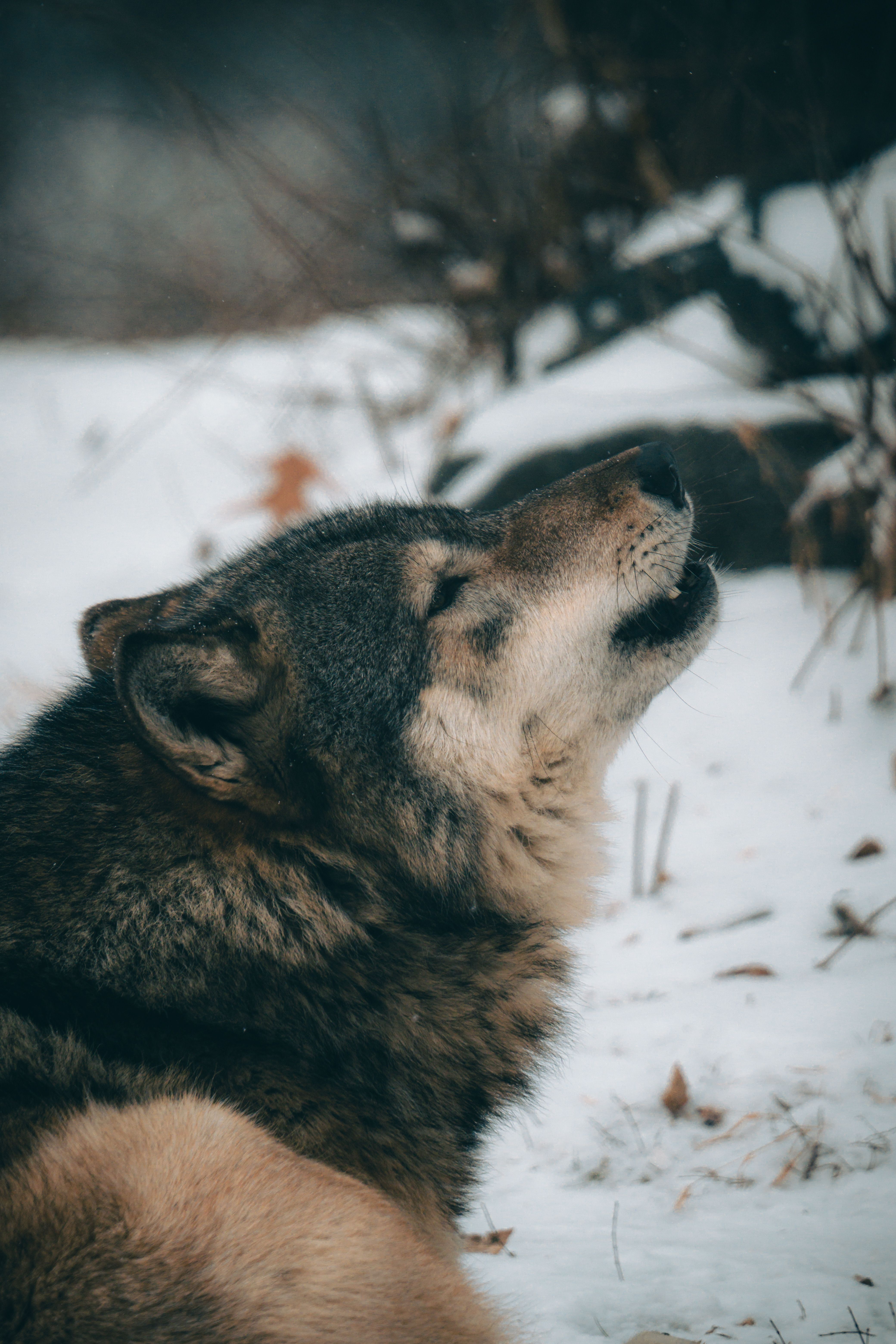 4160x6240 Howling Wolf in Winter · Free