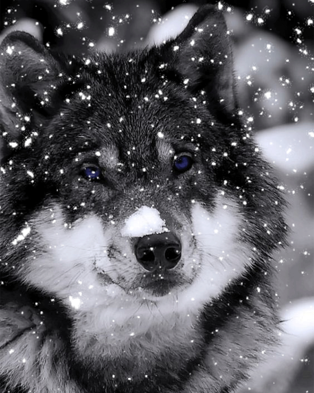 1080x1350 Black and White Wolf Photo with Snowfall. Snow wolf gif, Wolves in snow wallpaper, Wolf