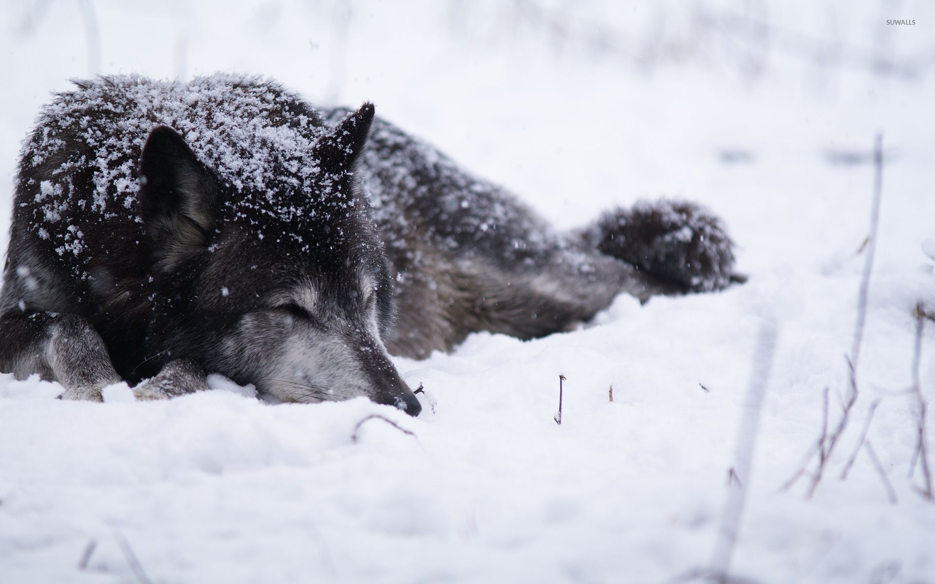 1920x1200 Black wolf sleeping in the snow wallpaper wallpaper