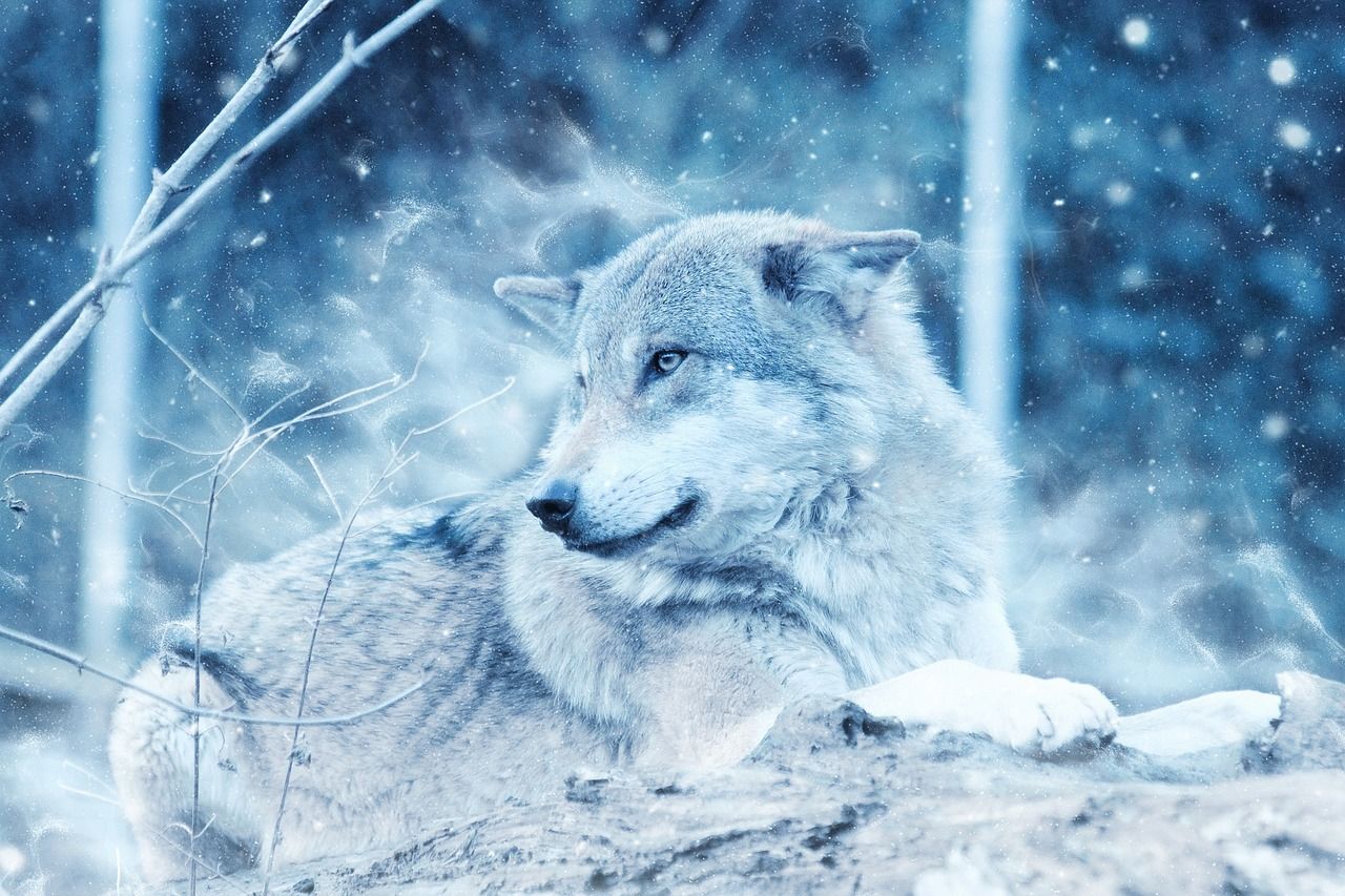 1280x853 Wolf Animal Snow