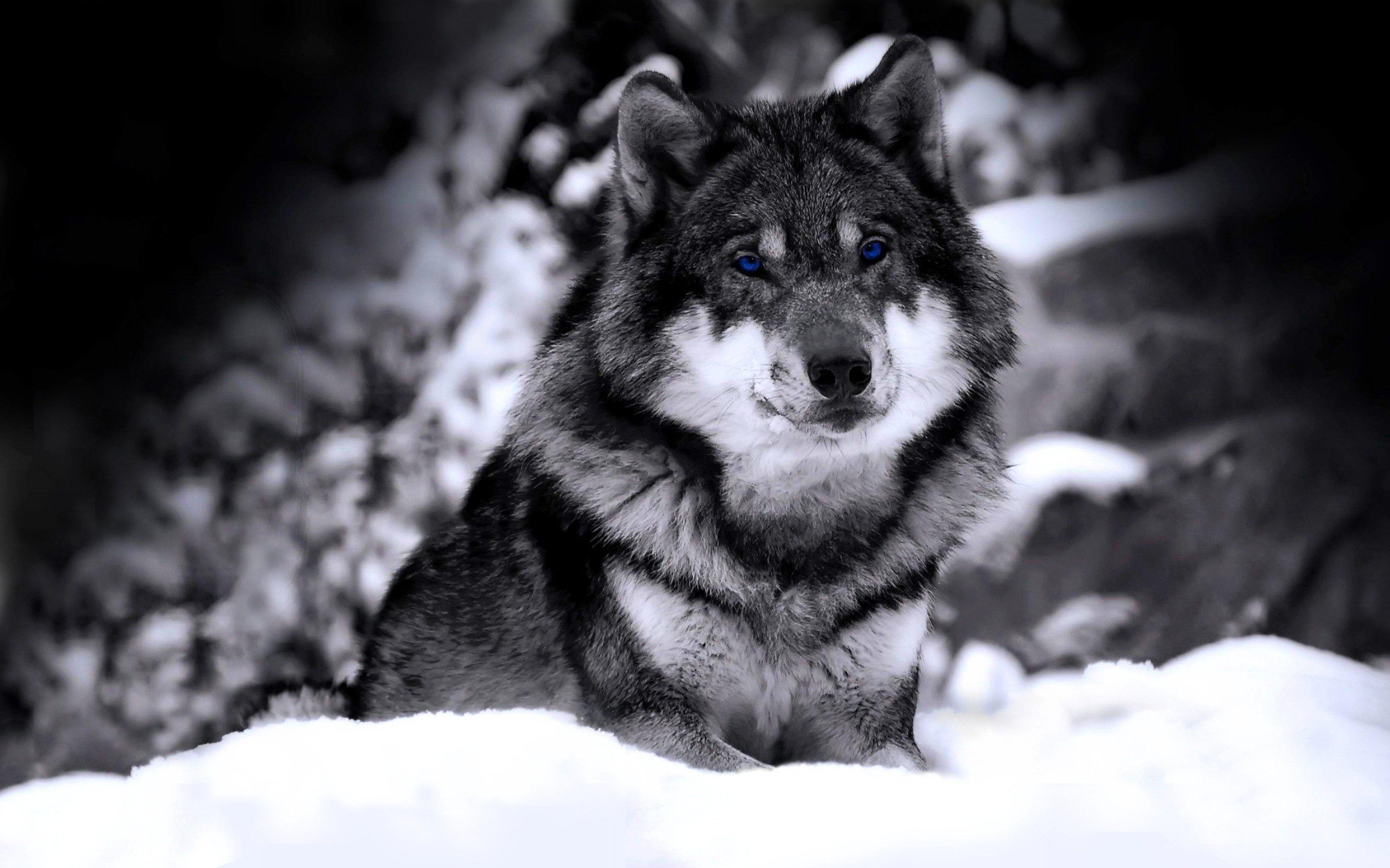 3280x2050 Snow Wolf Wallpaper