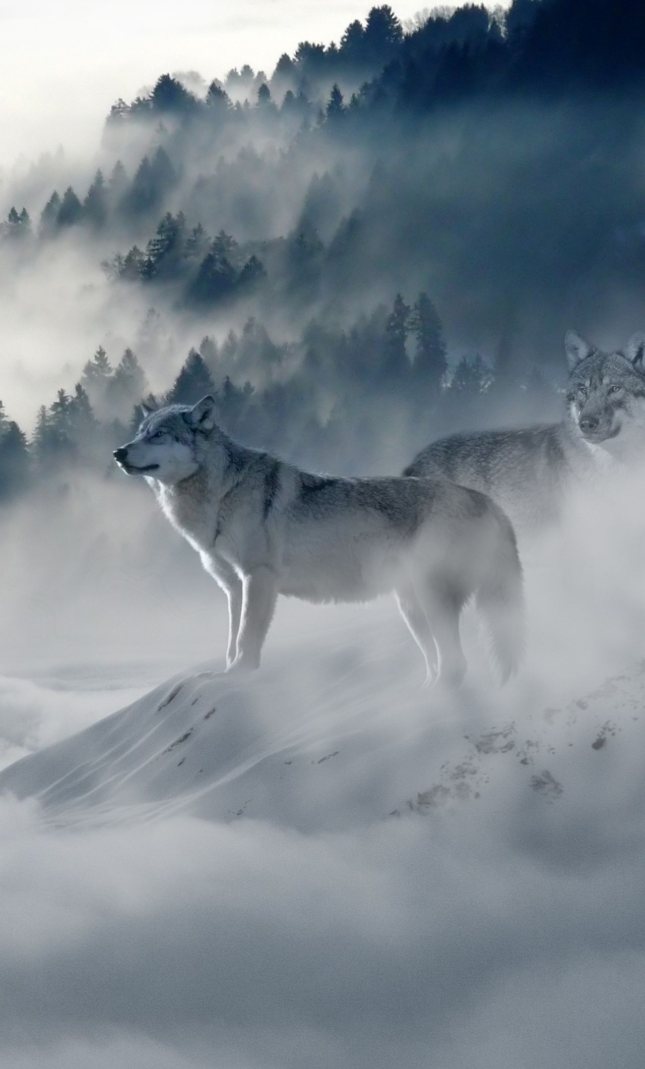 1280x2120 Snow Wolf iPhone , HD 4k Wallpaper, Image, Background, Photos and Picture