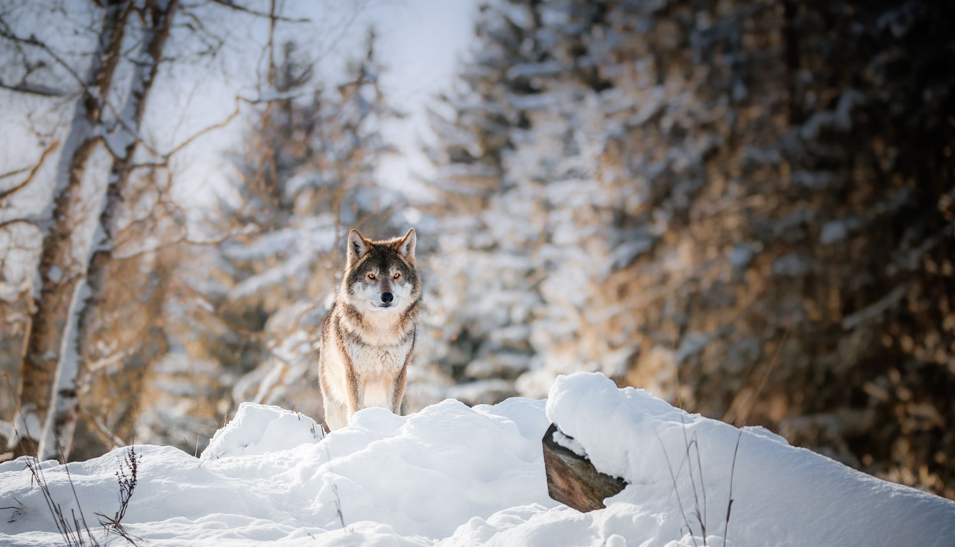 1920x1100 Desktop wallpaper: Winter, Animal, Wolf, Snow, Wolves 4K free download for PC. 420019