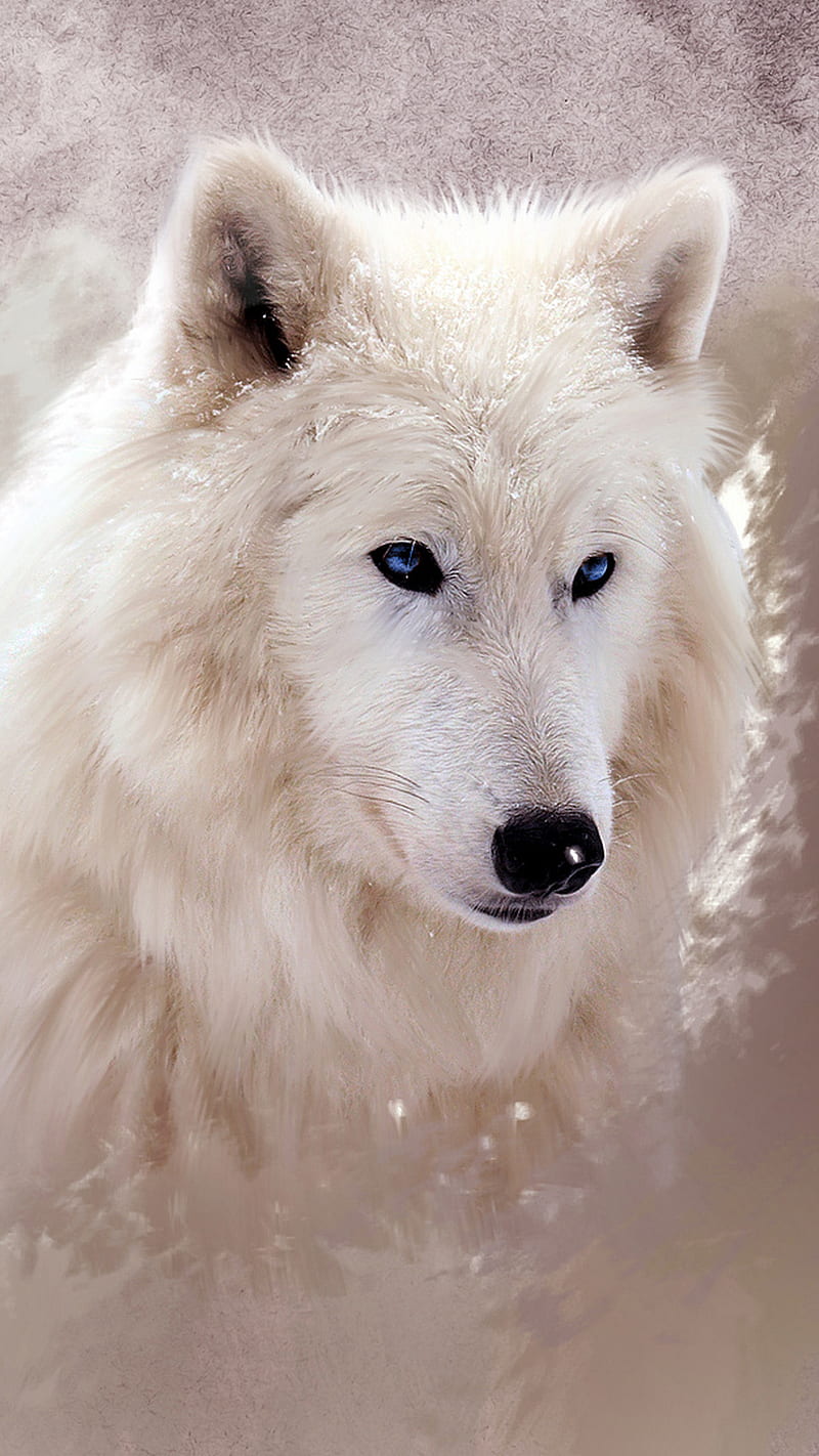 800x1422 WHITE WOLF, wolf, white, wolves, snow, animal, nice, HD phone wallpaper