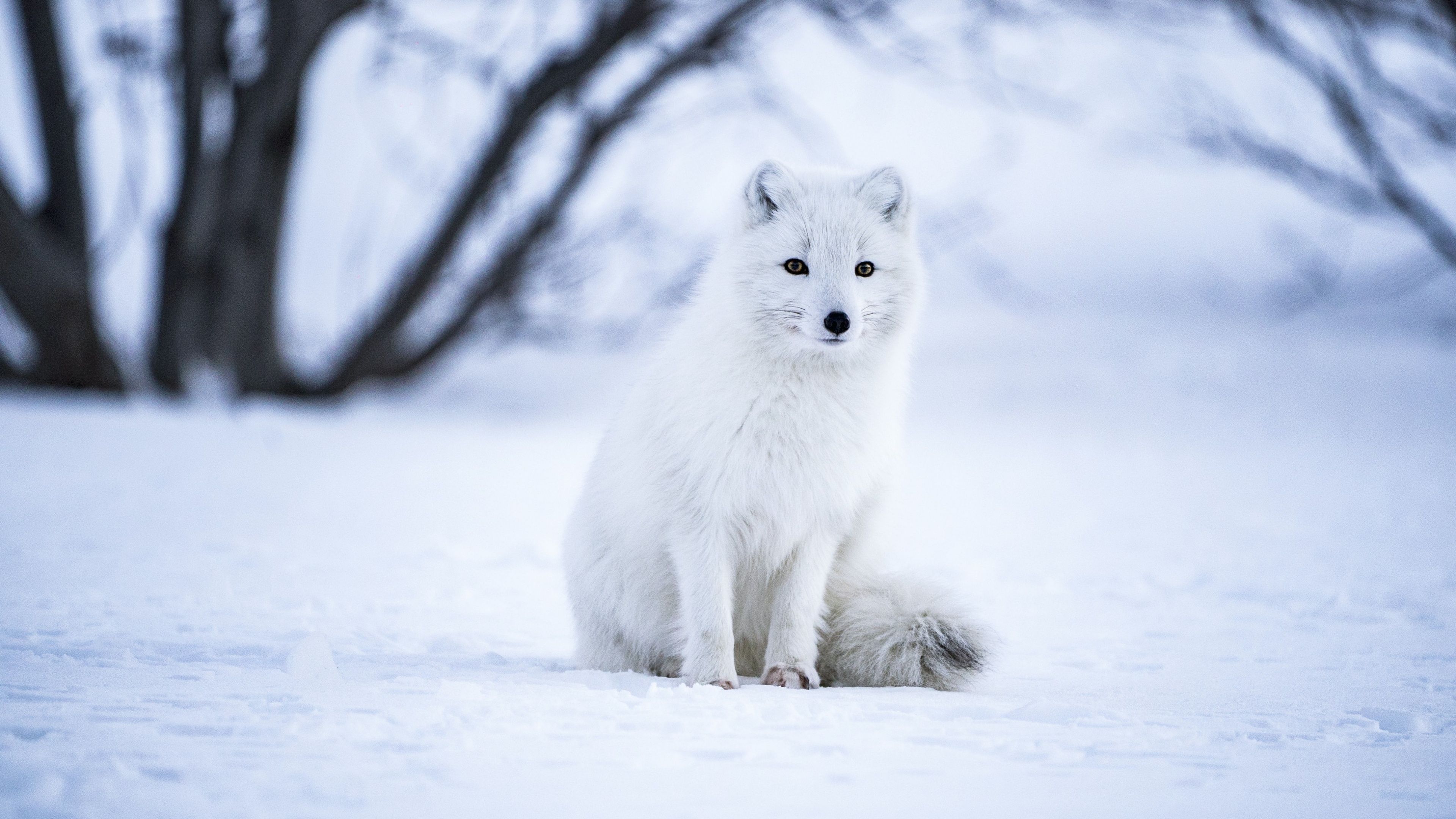 3840x2160 Arctic fox Wallpaper 4K, White wolf, Iceland, Snow field