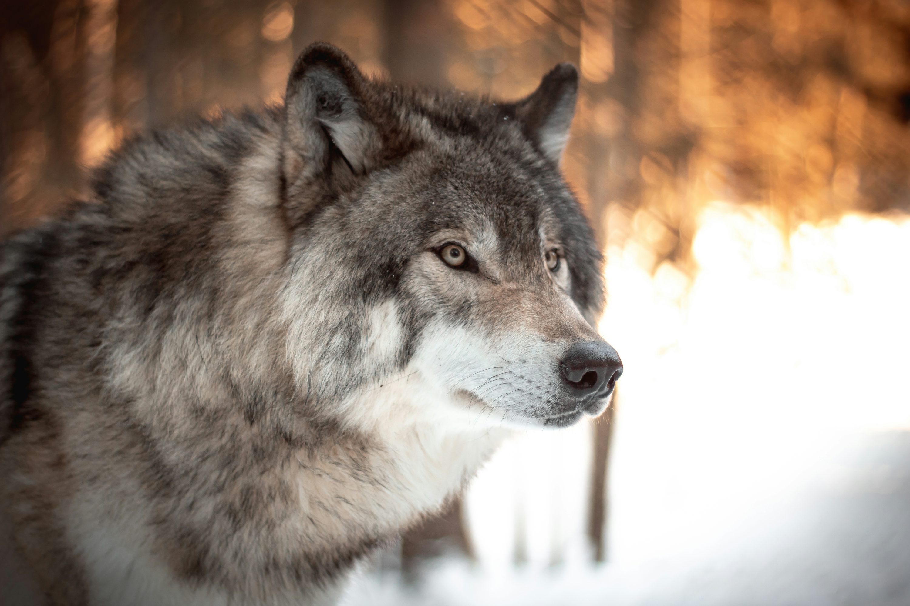 3000x2000 Snow Wolf Picture. Download Free Image