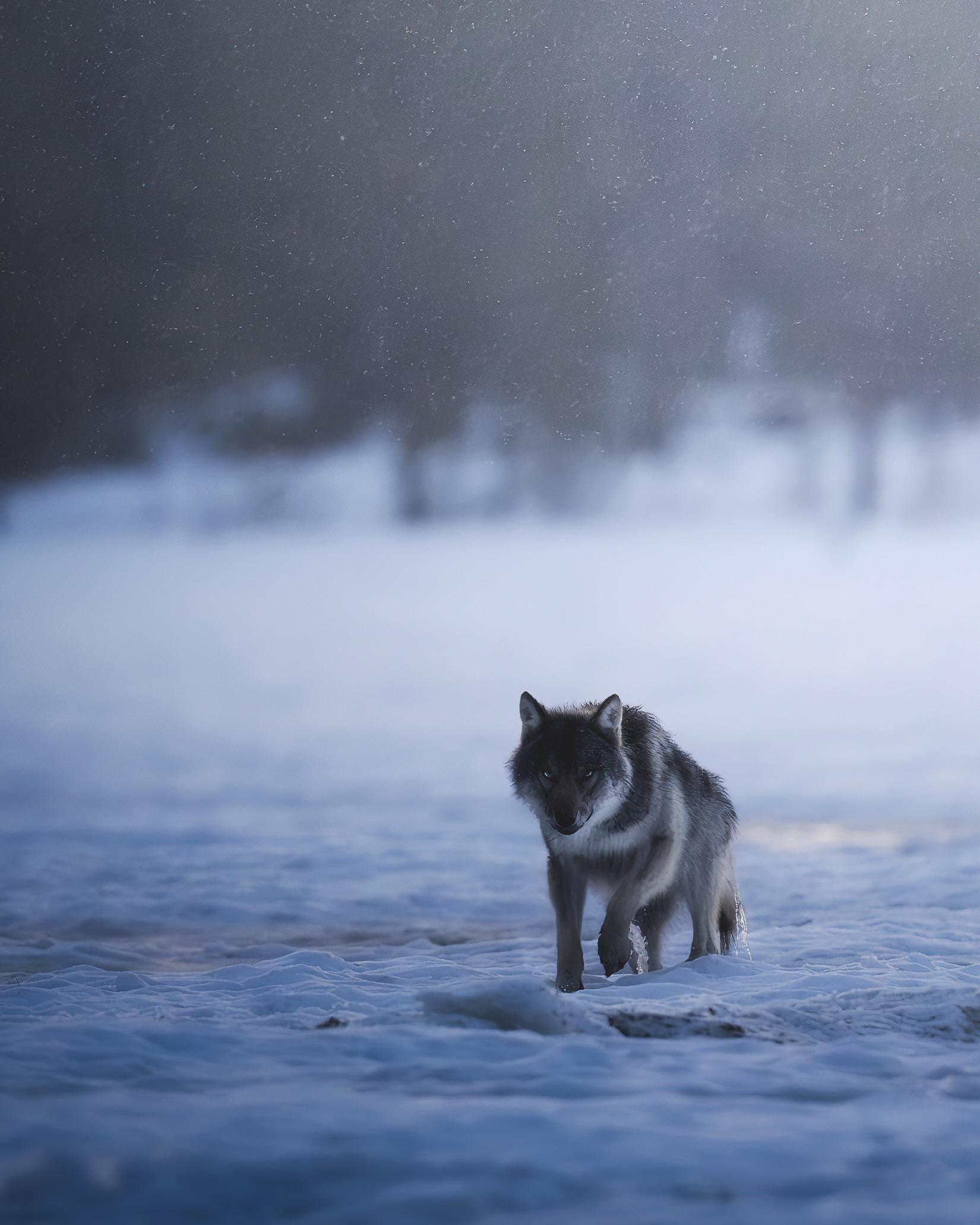1650x2062 Lone wolf in the snow