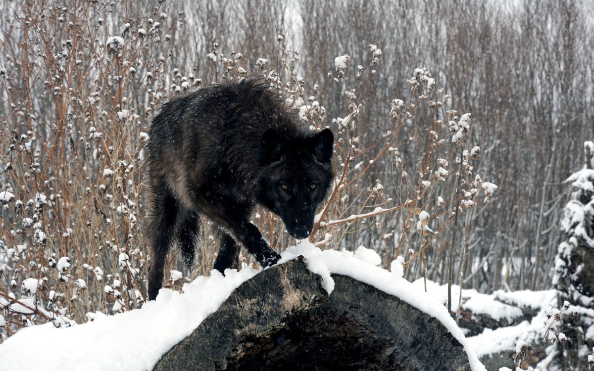 1200x750 Wallpaper Black Wolf on Snow Covered Ground During Daytime, Background Free Image
