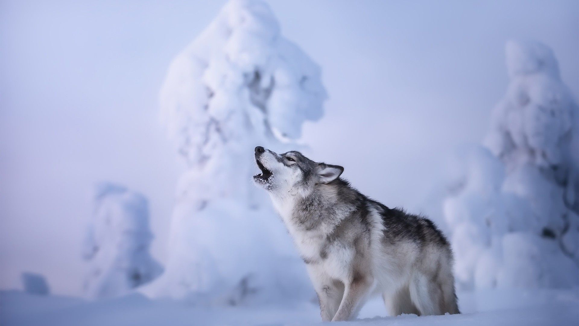 1920x1080 Wolf Is Howling Standing On Snow In Snow Field Background HD Wolf Wallpaper