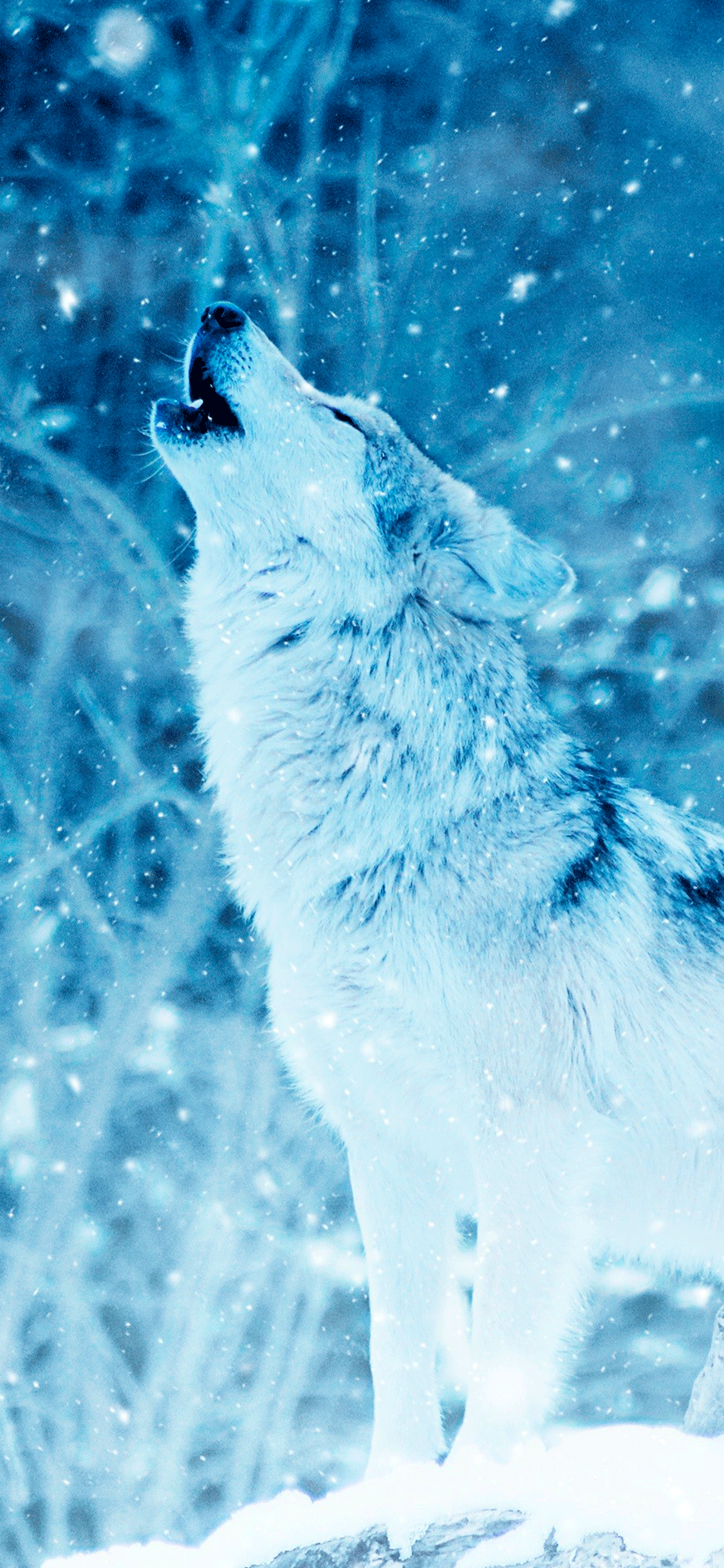 1125x2436 Wolf Wallpaper for iPhone Pro Max, X, 6