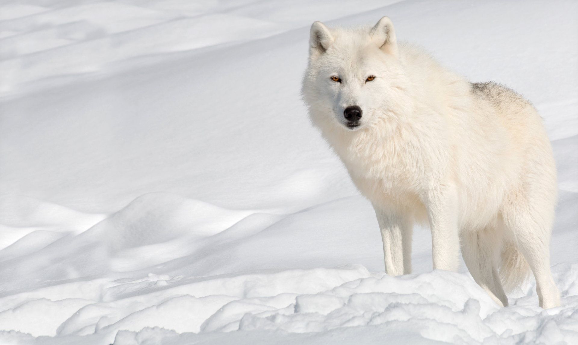1920x1148 Arctic Wolf Wallpaper