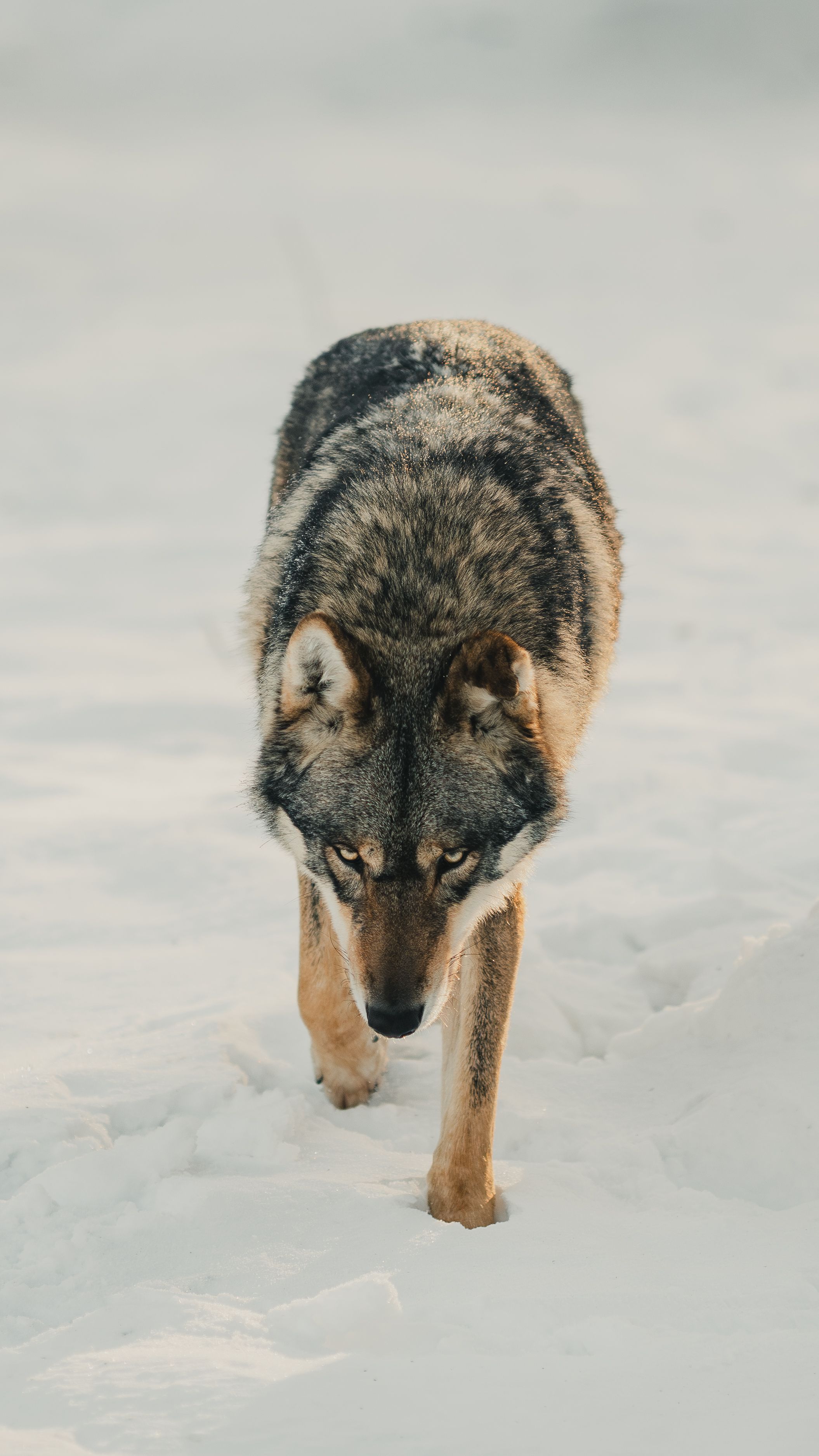 2110x3751 Lone Wolf Walking Through Snow in Winter · Free