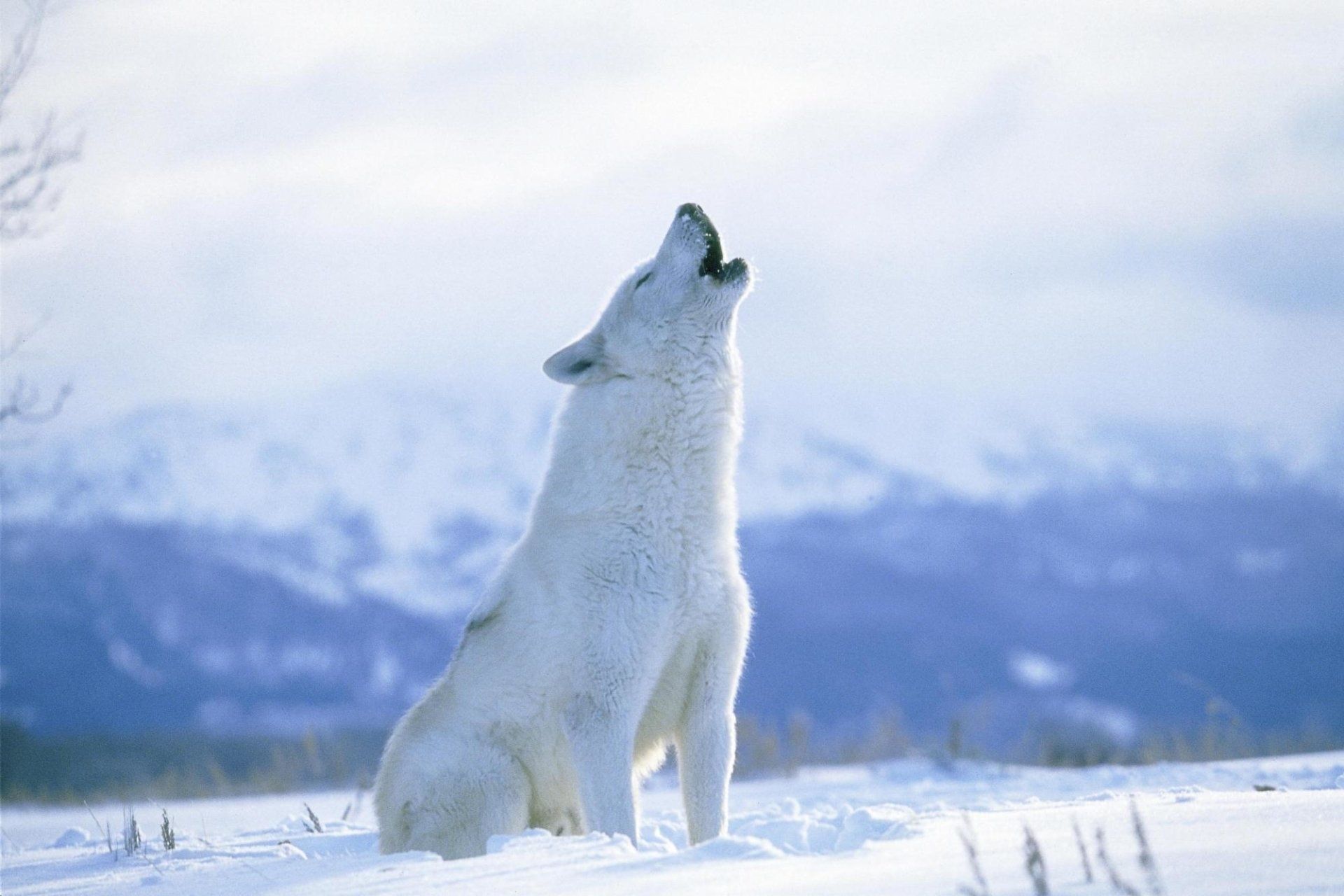 1920x1280 Arctic Wolf Wallpaper
