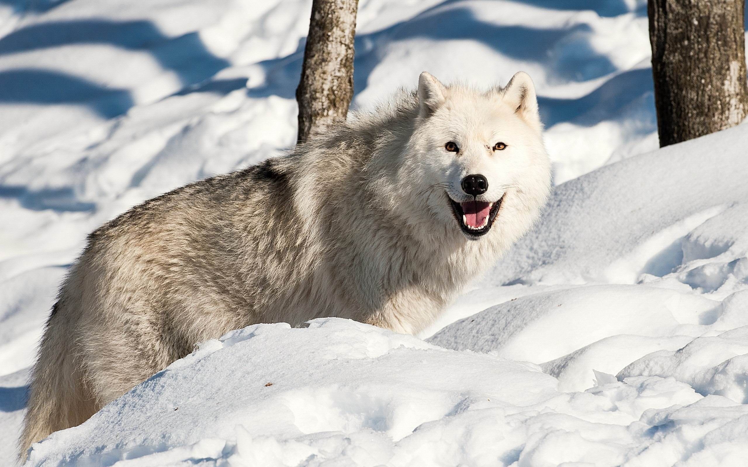 2560x1600 Dog Wolf Snow Winter Animal HD Wallpaper