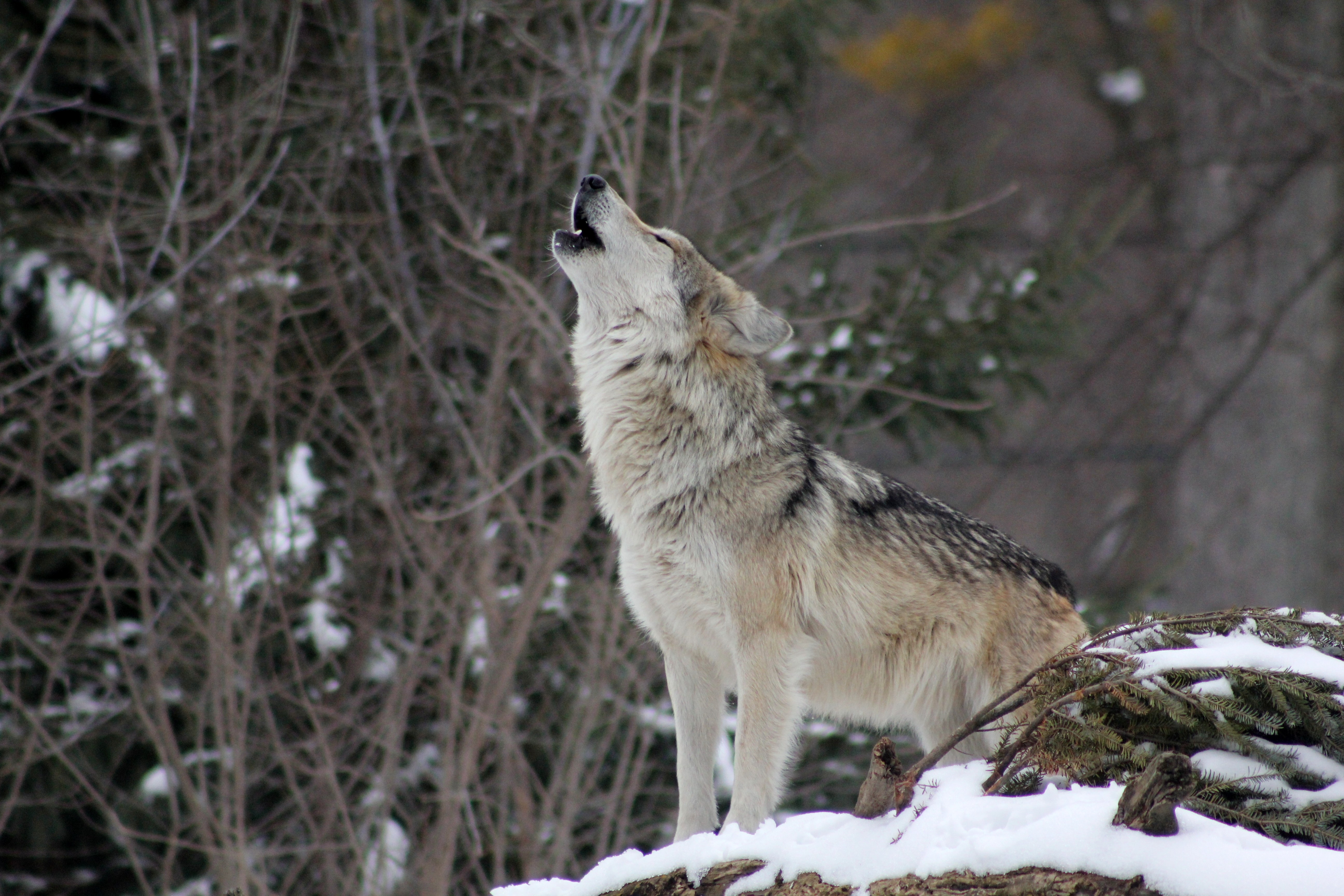 5184x3456 wolf, howling, snow Wallpaper, HD Animals 4K Wallpaper, Image and Background