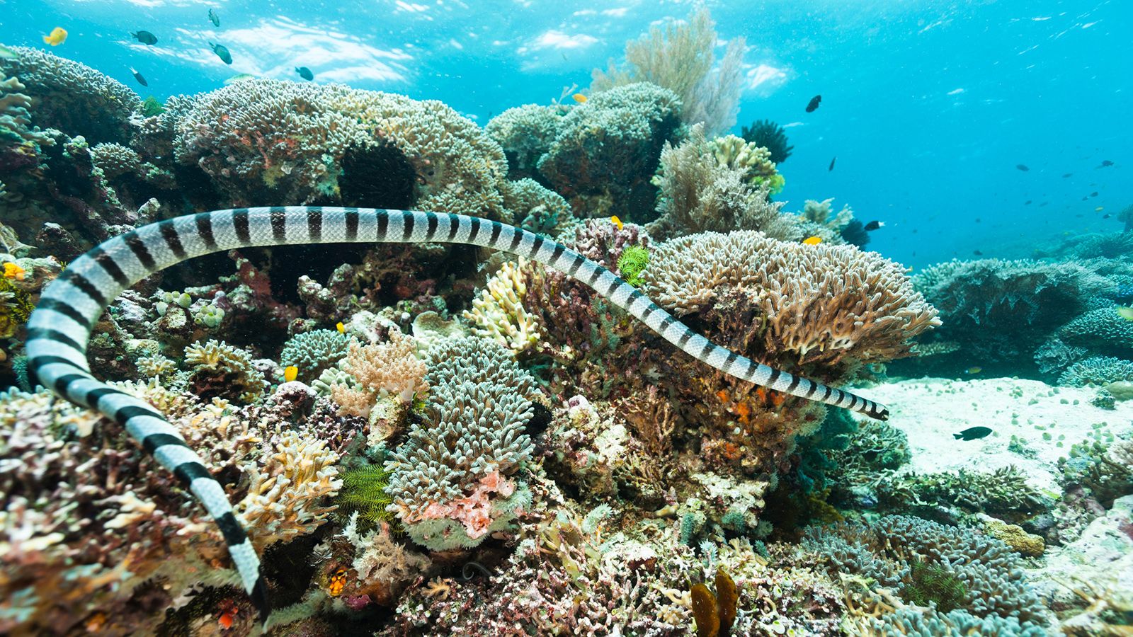 1600x900 The Sea Snake Can Be More Venomous Than Rattlesnakes