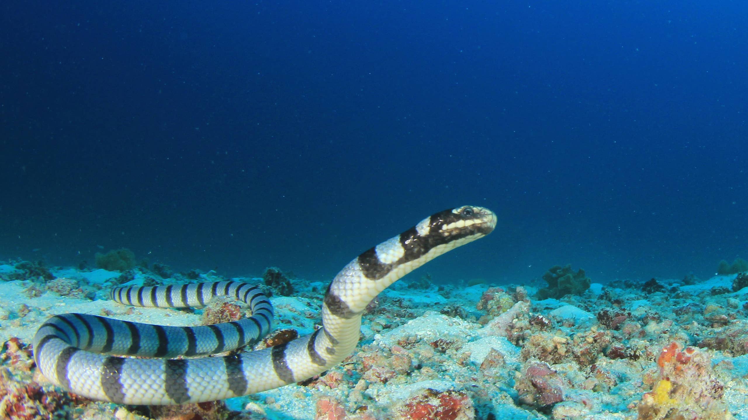 2560x1440 Man Makes Friends With a Giant Snake in the Ocean, and the Comments Do Not Disappoint