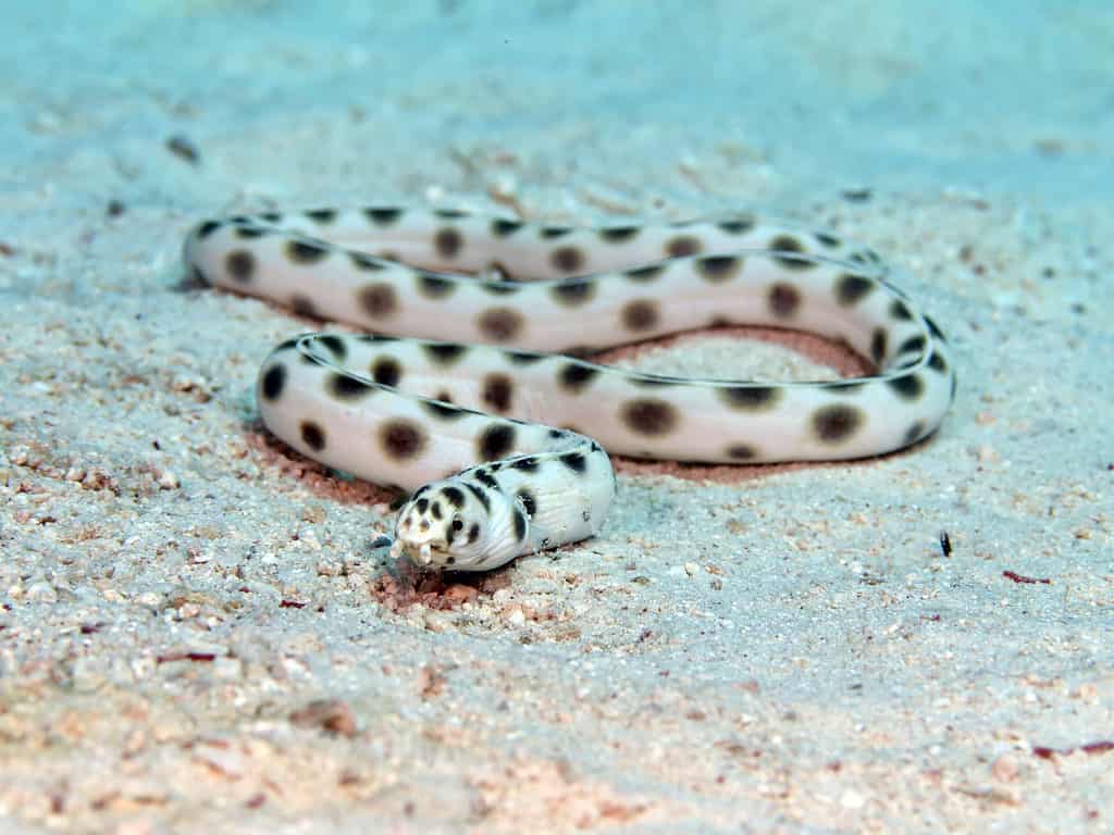1024x768 Sea Snake Animal Facts Z Animals
