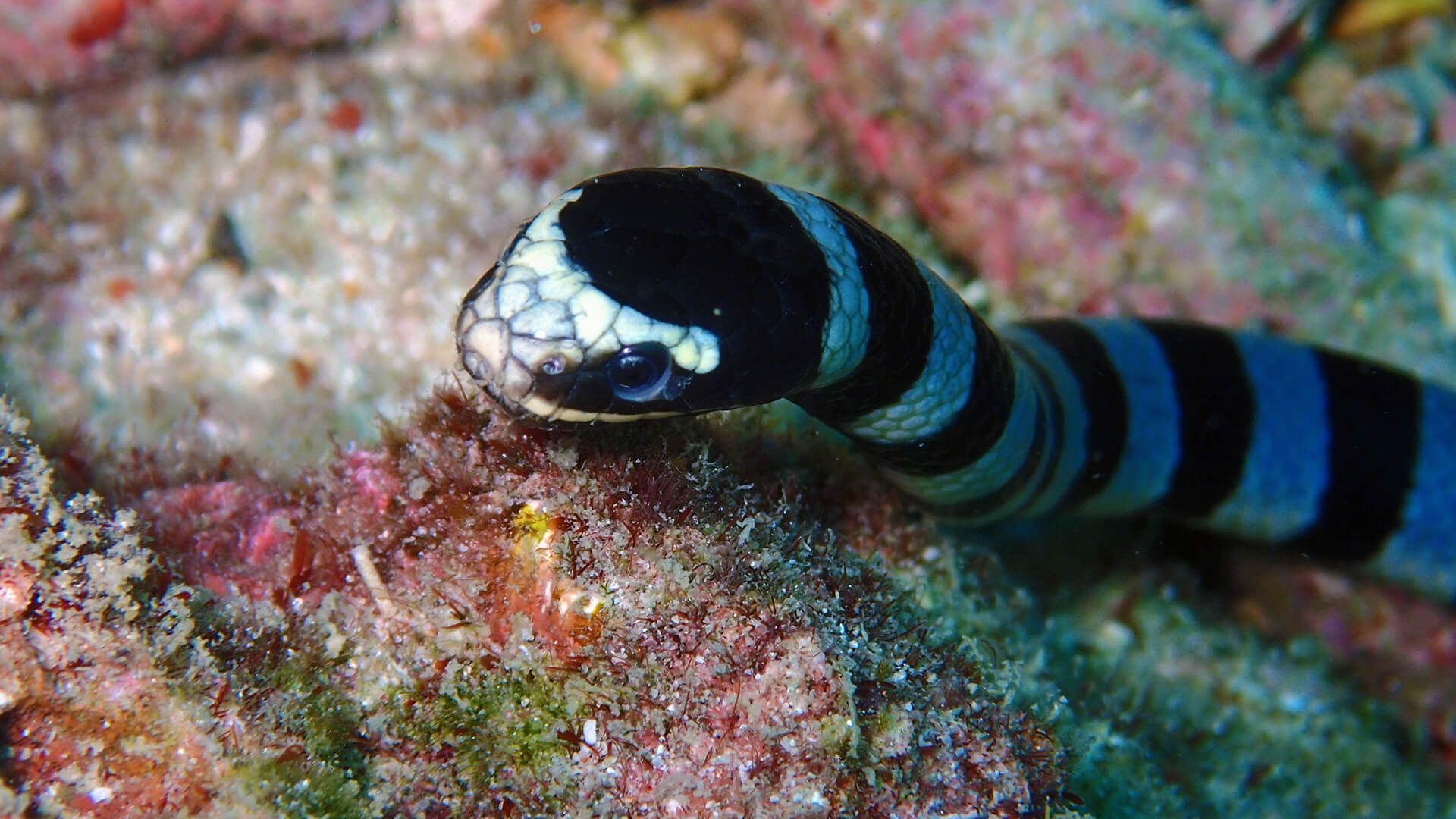 1920x1080 Banded Sea Krait's Deadly Pacifist · Local Dive Thailand