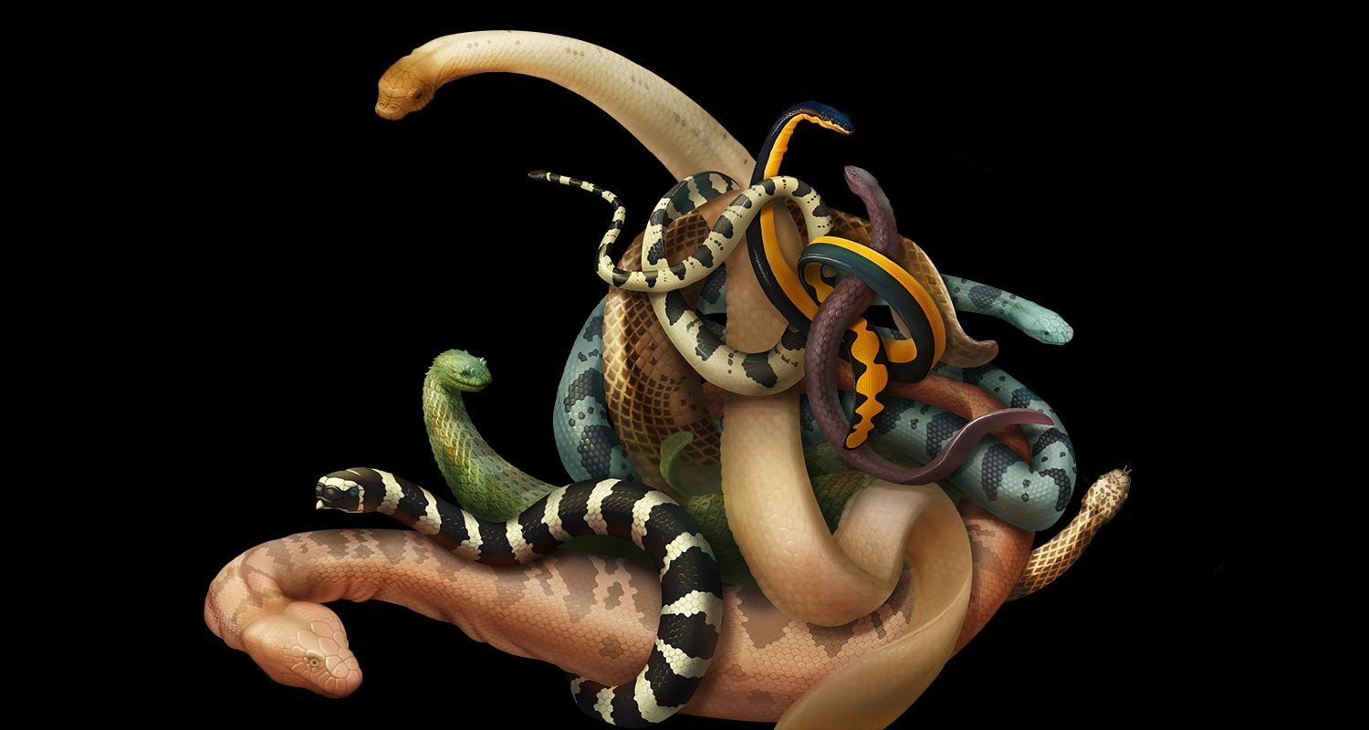 1500x800 The weird world of Australian sea snakes