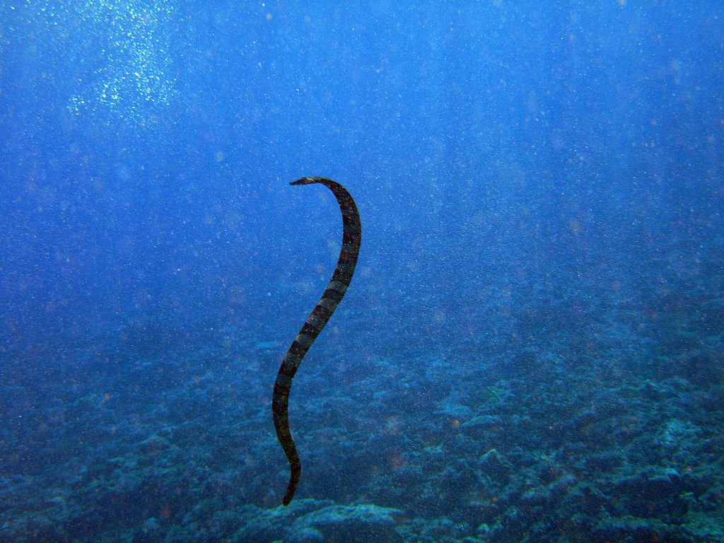 1024x768 Eʼelyaaígíí:Sea Snakeíídiiya