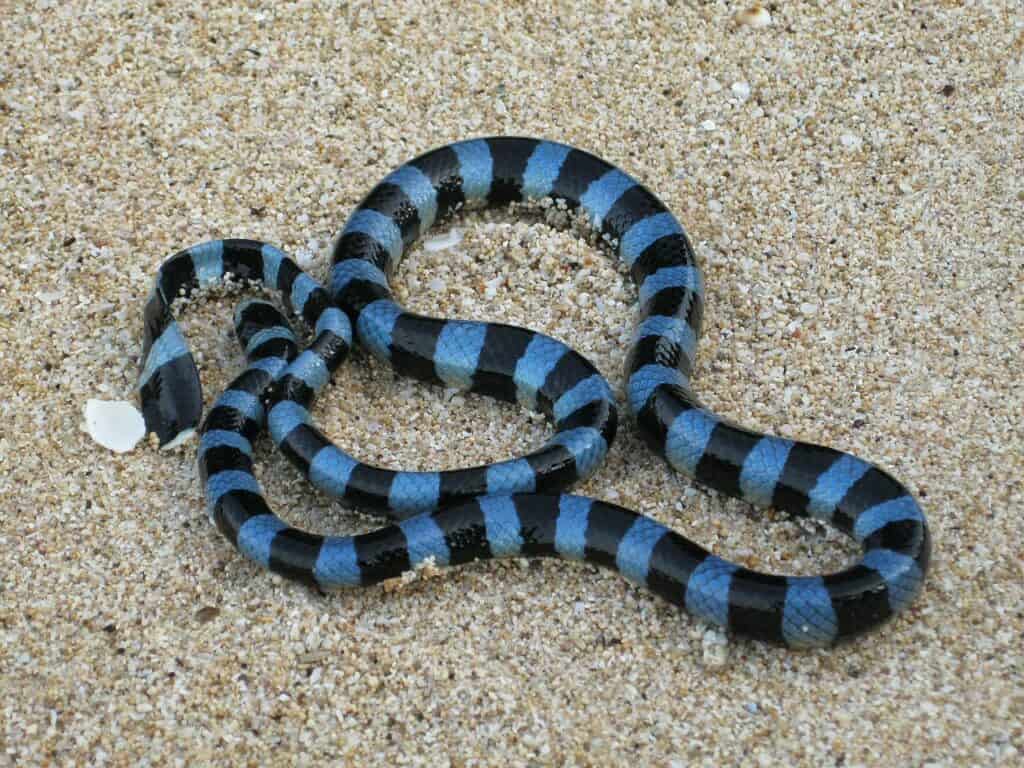 1024x768 Sea Snake Animal Picture. A Z Animals