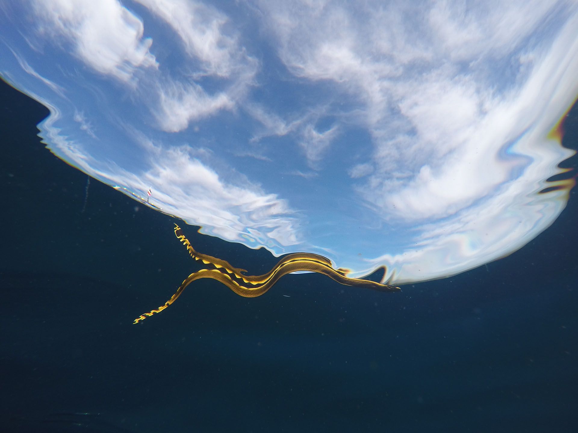 1920x1440 Sea Snake Skin More Resembles Elephant Skin Than Snake Skin