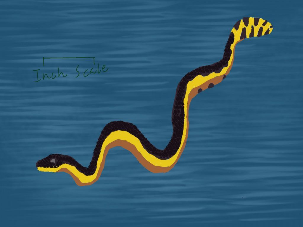 1024x768 Yellow Bellied Sea Snake (Pelamis Platurus) & Banded Sea Krait (Laticauda Colubrina)