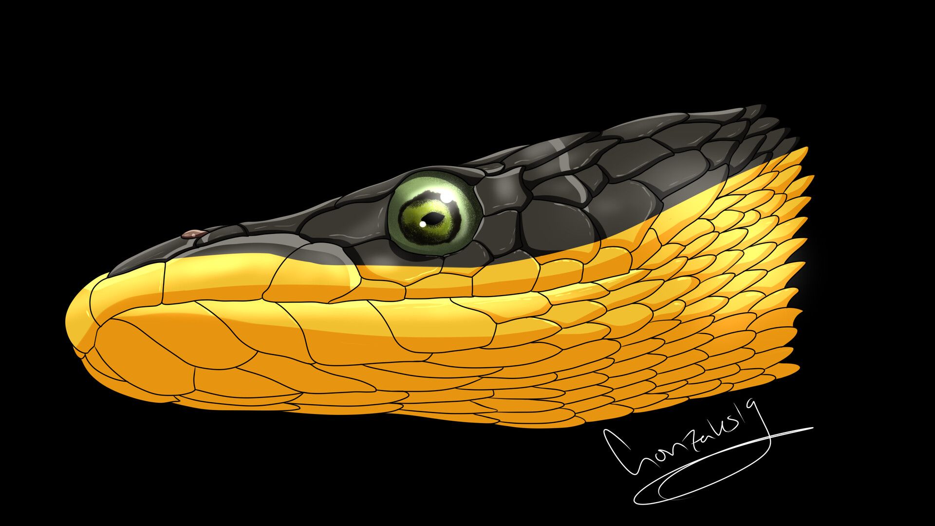 1920x1080 Angell Gonzales Yellow Bellied Sea Snake