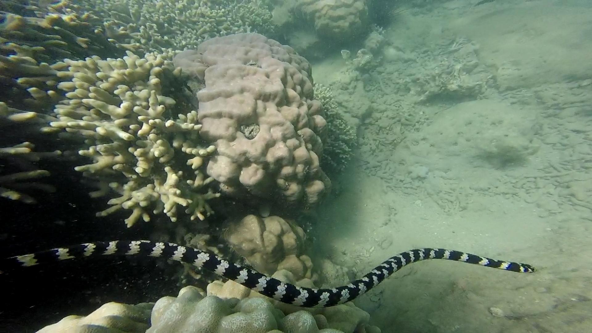 1920x1080 What should you do when you encounter a over friendly sea snakes? I'm usually not scared of sea snakes and understand they are curious. However, one day when I was swimming in