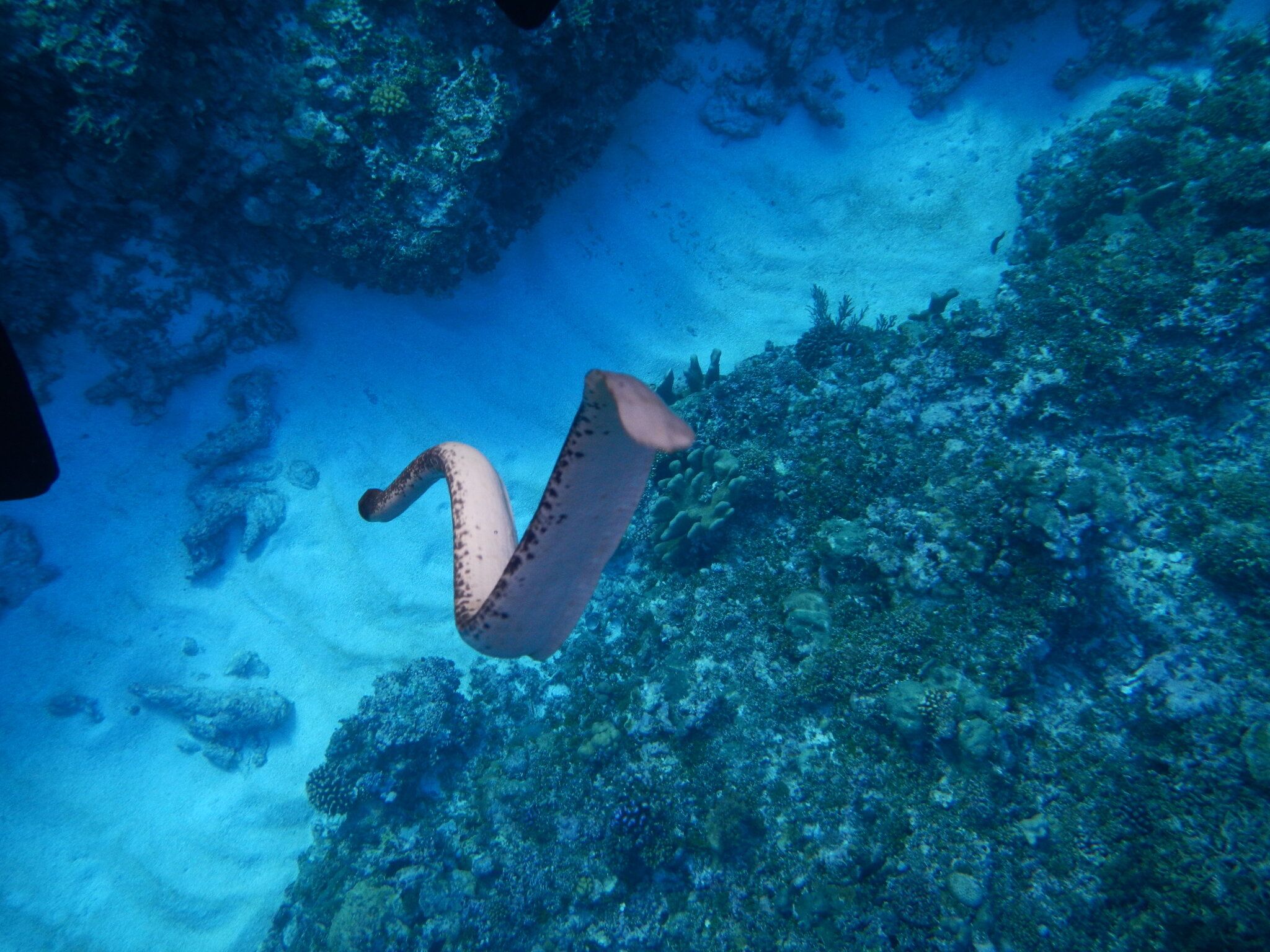 2048x1536 Seeing' tails help sea snakes avoid predators