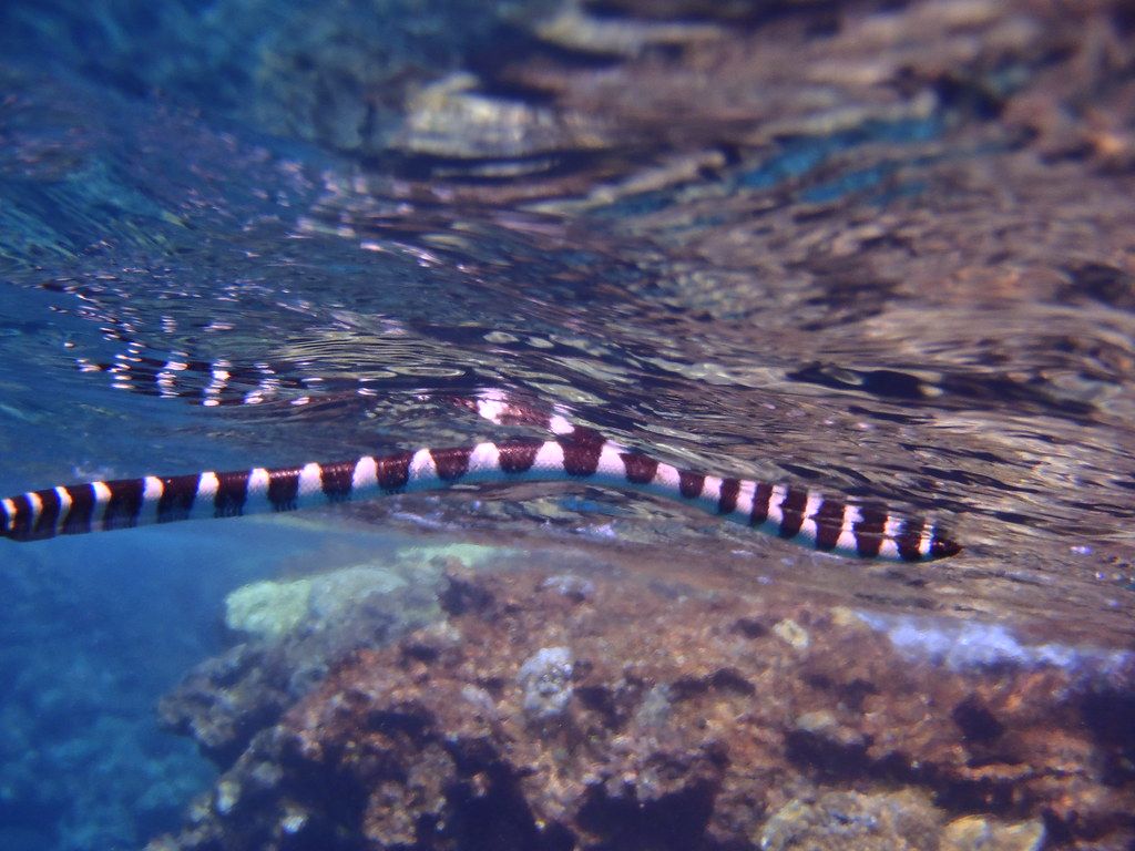 1024x768 Niue sea snake
