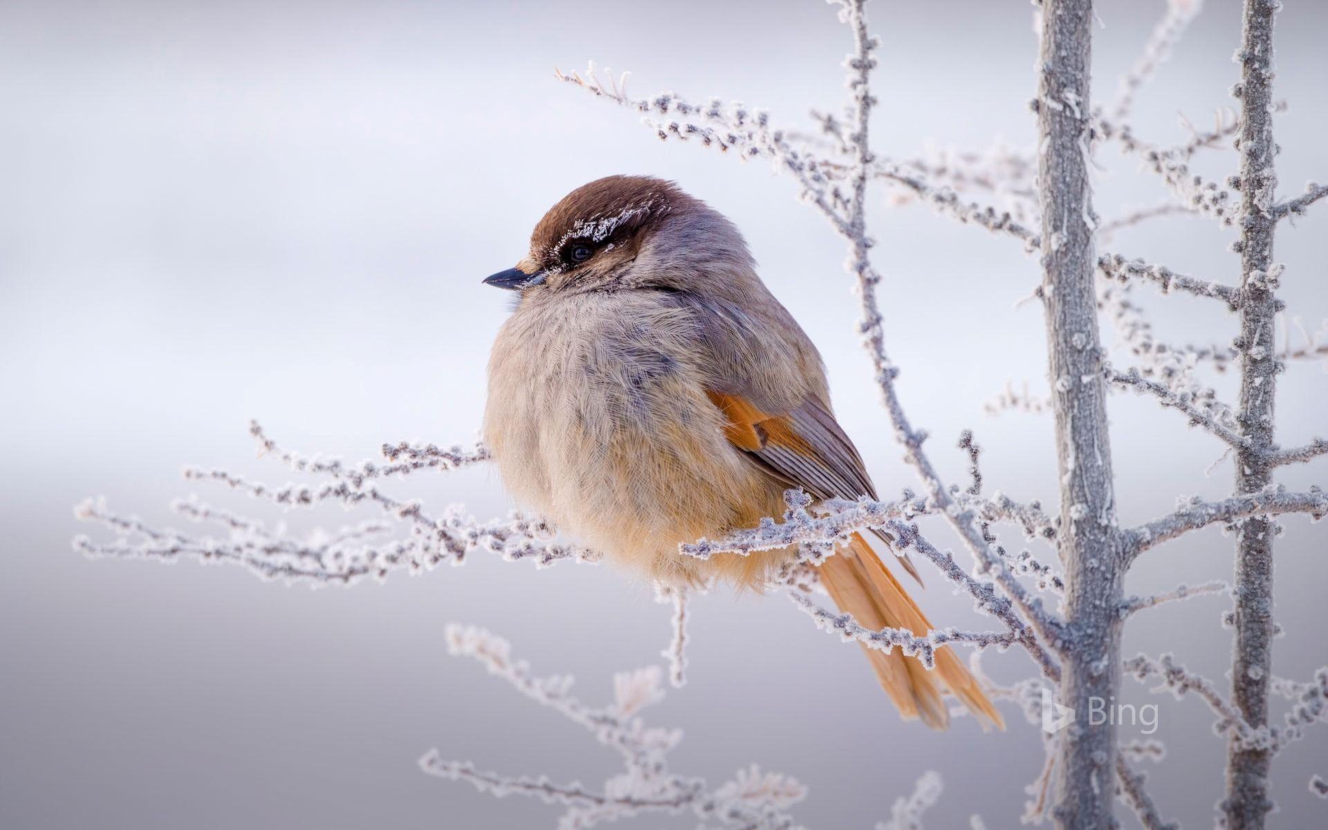 1920x1200 Siberian jay Siberia Russia 2017 Bing Wallpaper