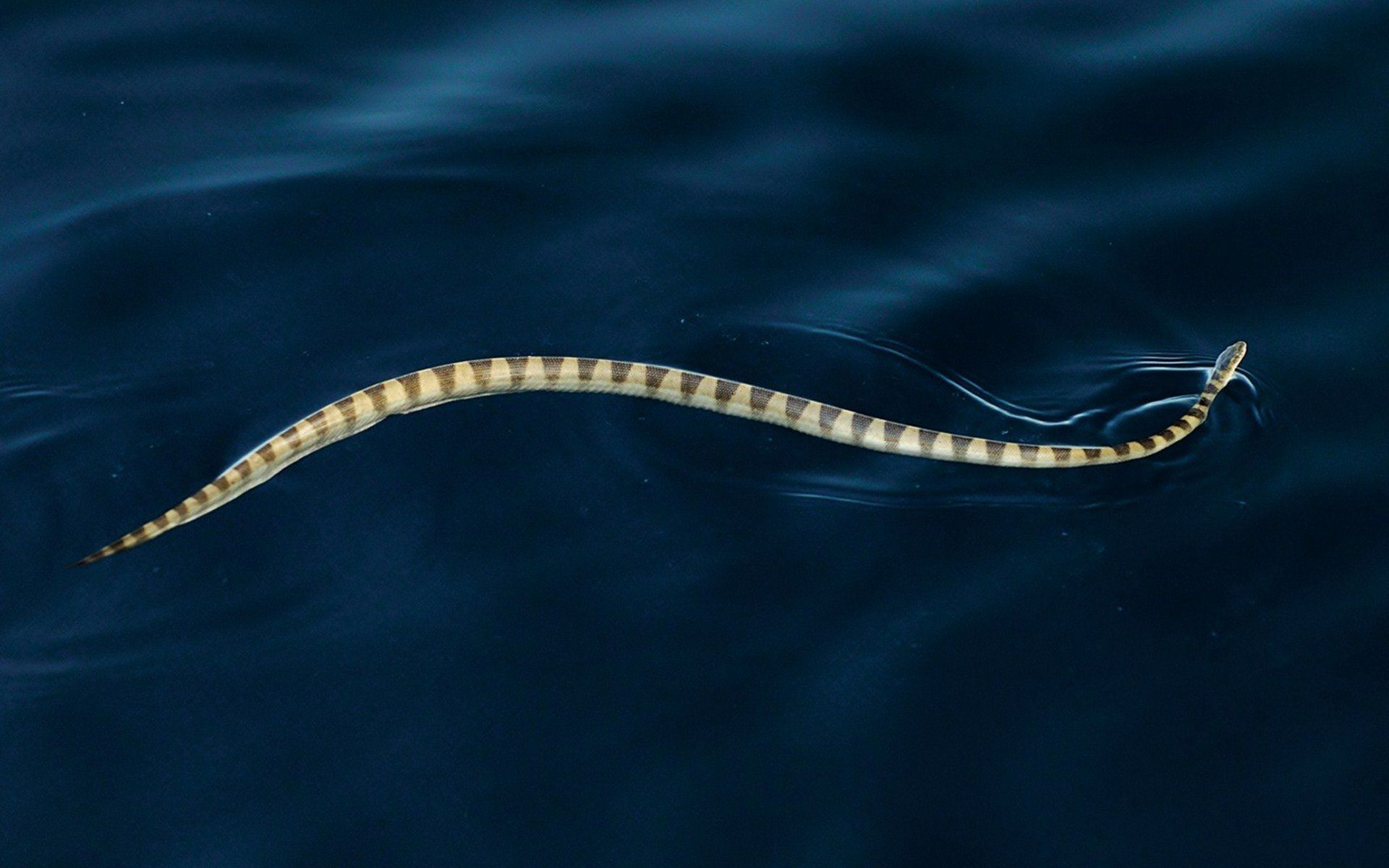 1920x1200 Serene Sea Snake in HD. Stunning Animal Wallpaperx1200