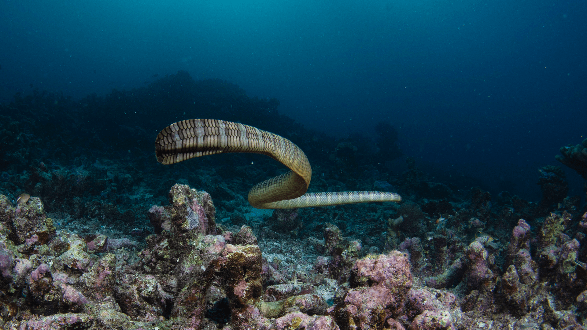 1920x1080 The Manuk Island, Banda Sea Diving: The Experience of Snake Island