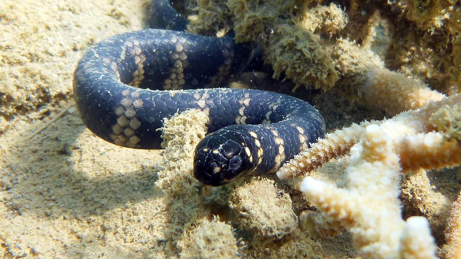 1600x900 Researchers Offer Solution To Puzzle Of Sea Snakes With Jet Black Skin