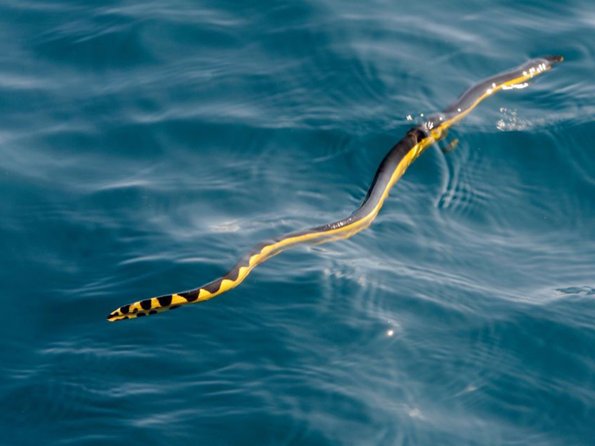 2048x1536 British man dies after being bitten by a sea snake