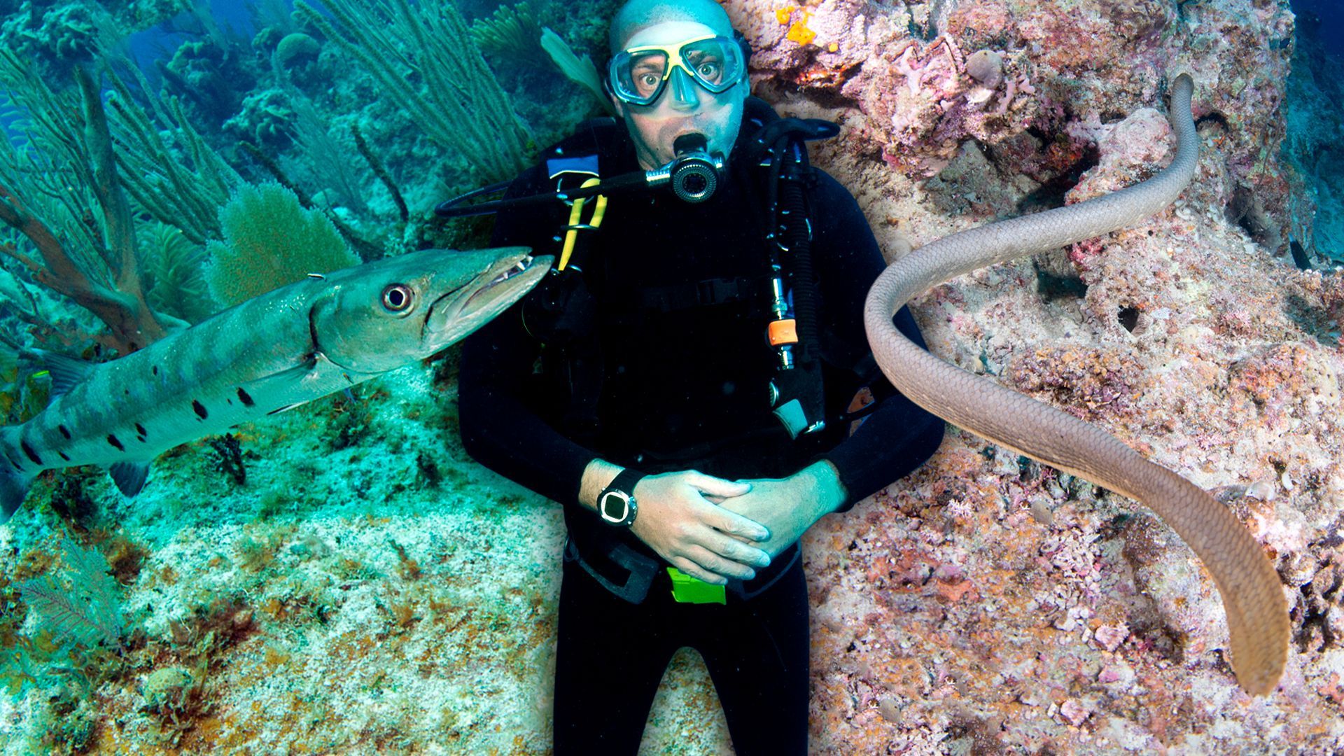 1920x1080 olive sea snake