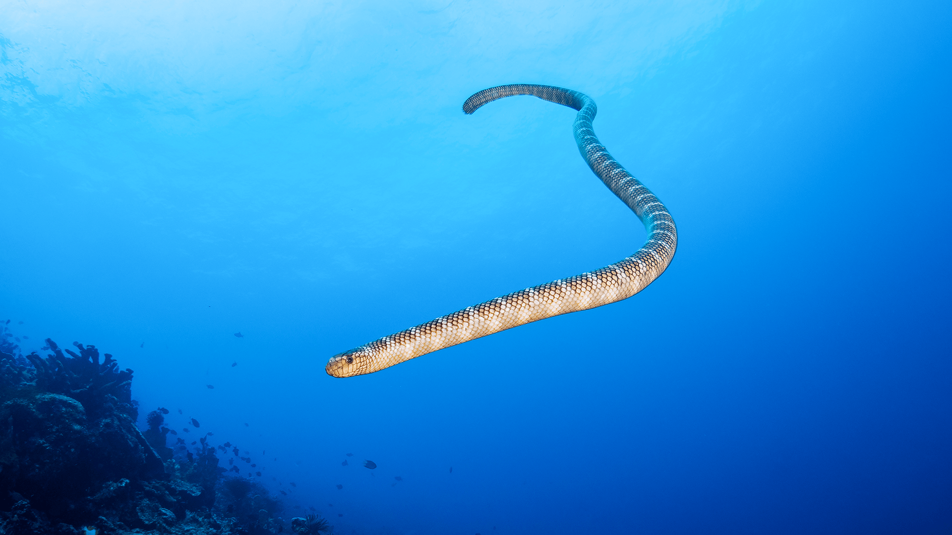 1920x1080 The Manuk Island, Banda Sea Diving: The Experience of Snake Island