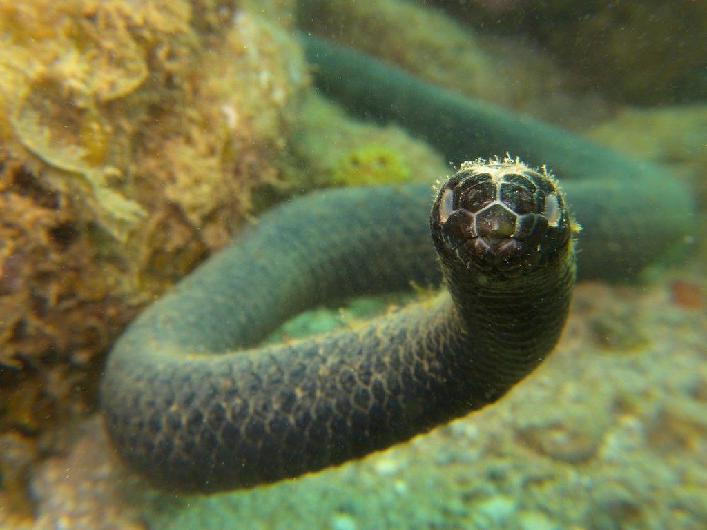 1024x768 Turtle Headed Sea Snake. New Caledoniaémo Emydocephal