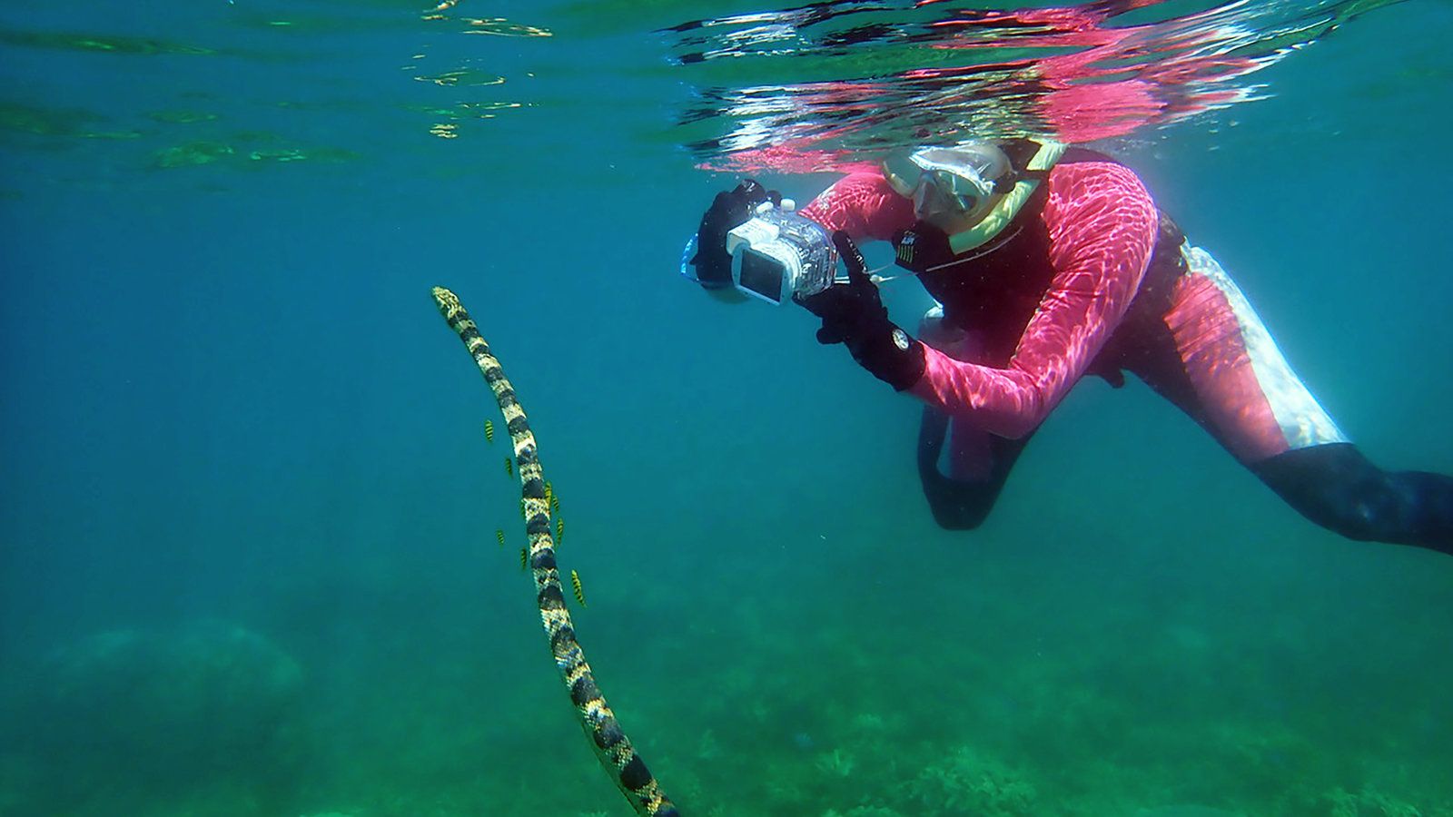 1600x900 Studying Sea Snakes? Time to Call the 'Fantastic Grandmothers'