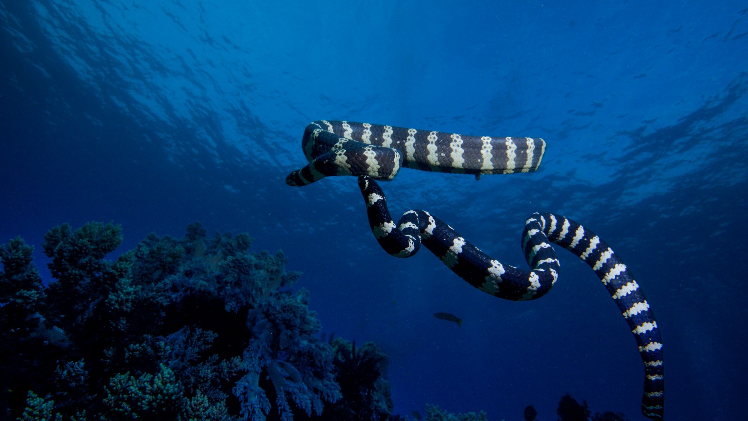 2560x1440 23 Year Old Man Dies After Being Bitten By Sea Snake Off Australia