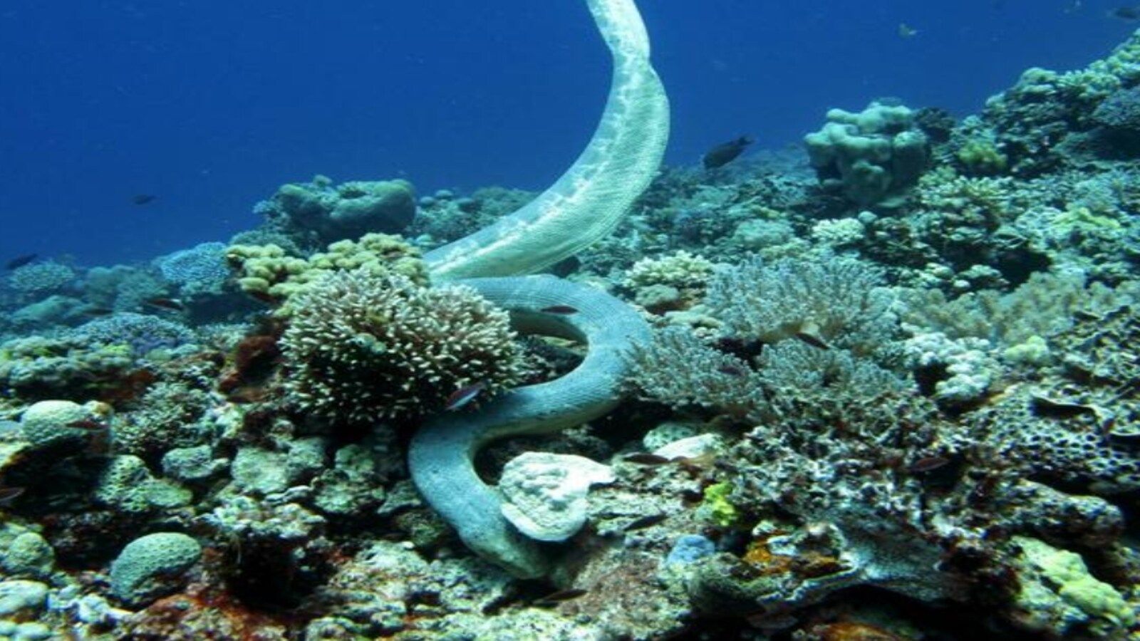 1600x900 Scientists decode sea snake's diving styles in deep oceanwater