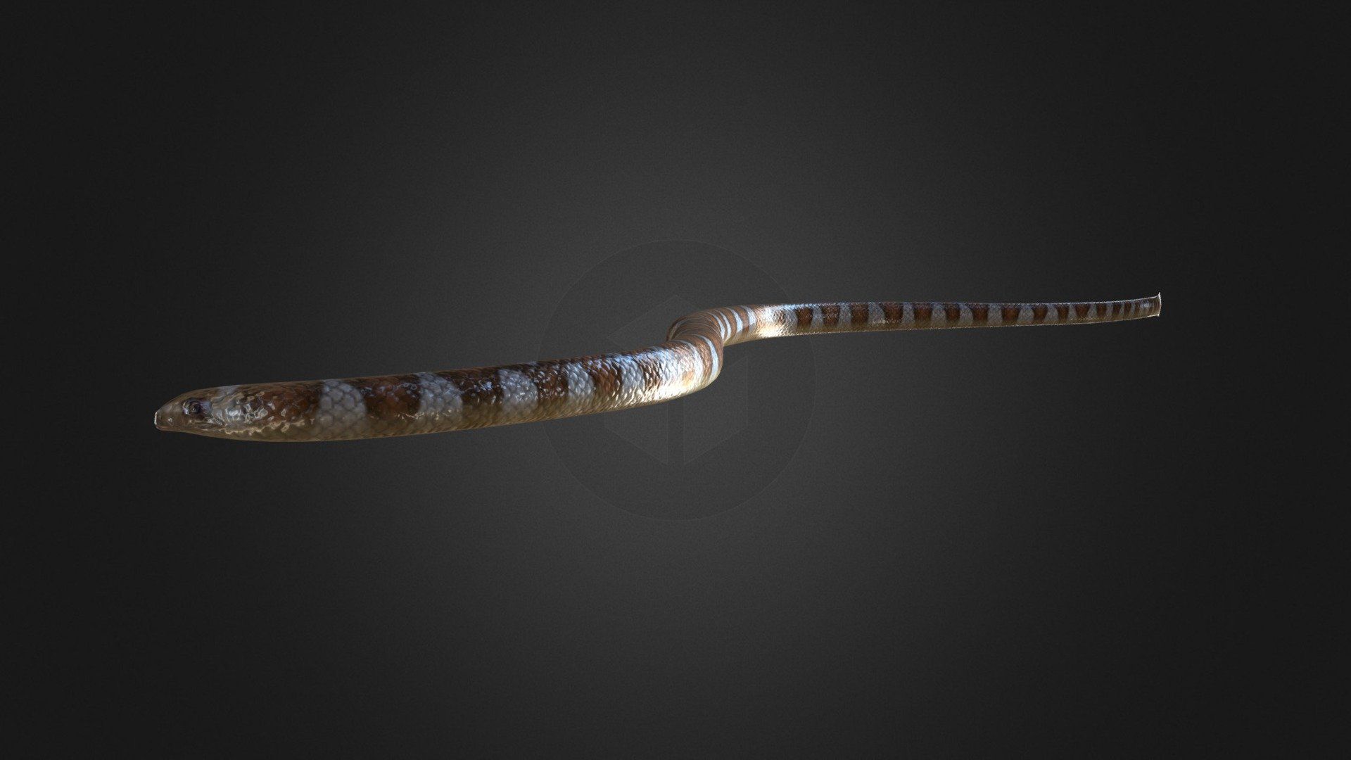 1920x1080 Sea snakes. Department of Biodiversity, Conservation and Attractions