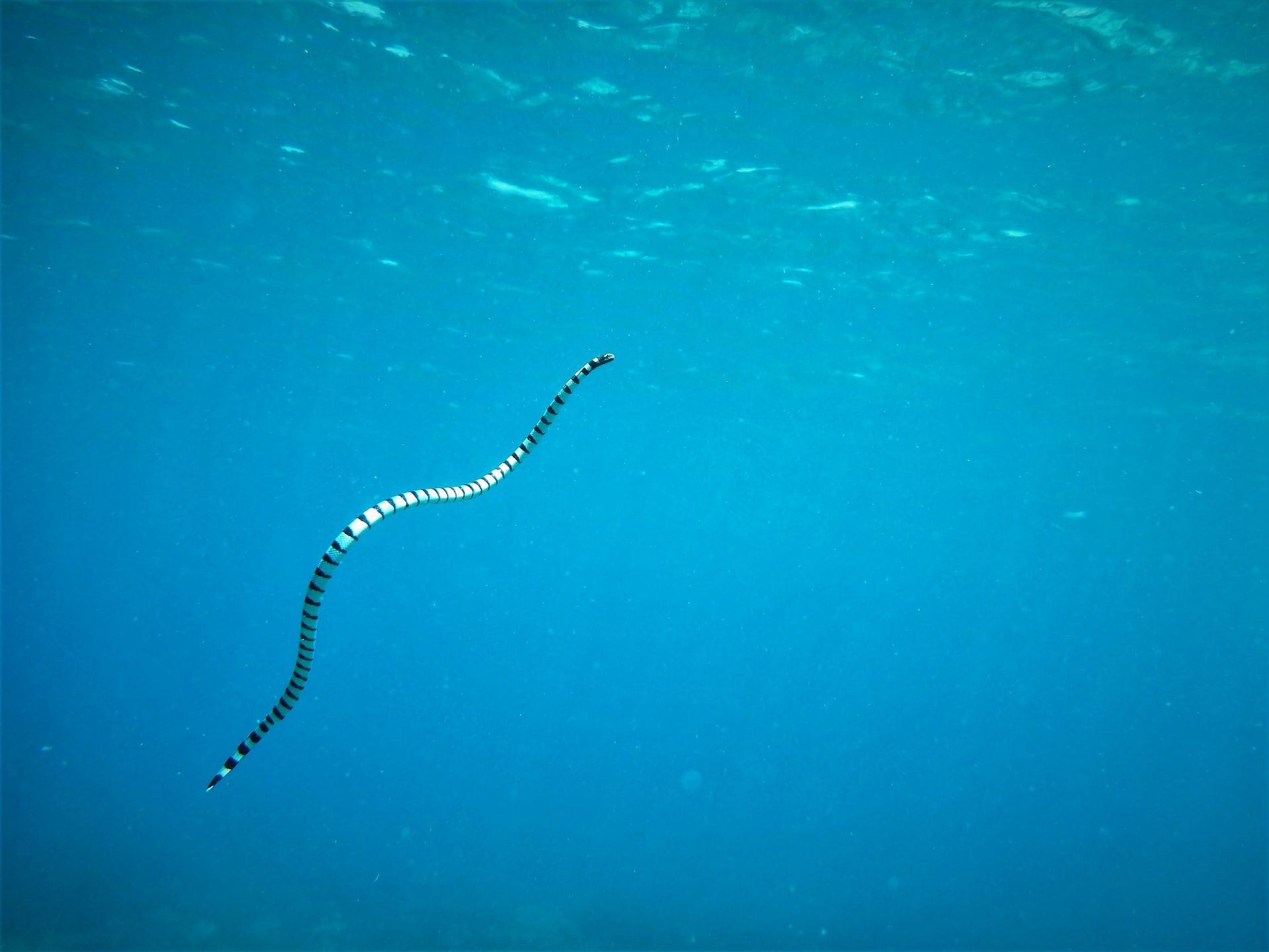 1920x1440 The Most Interesting Facts About Sea Snakes You Probably Haven't Heard Of
