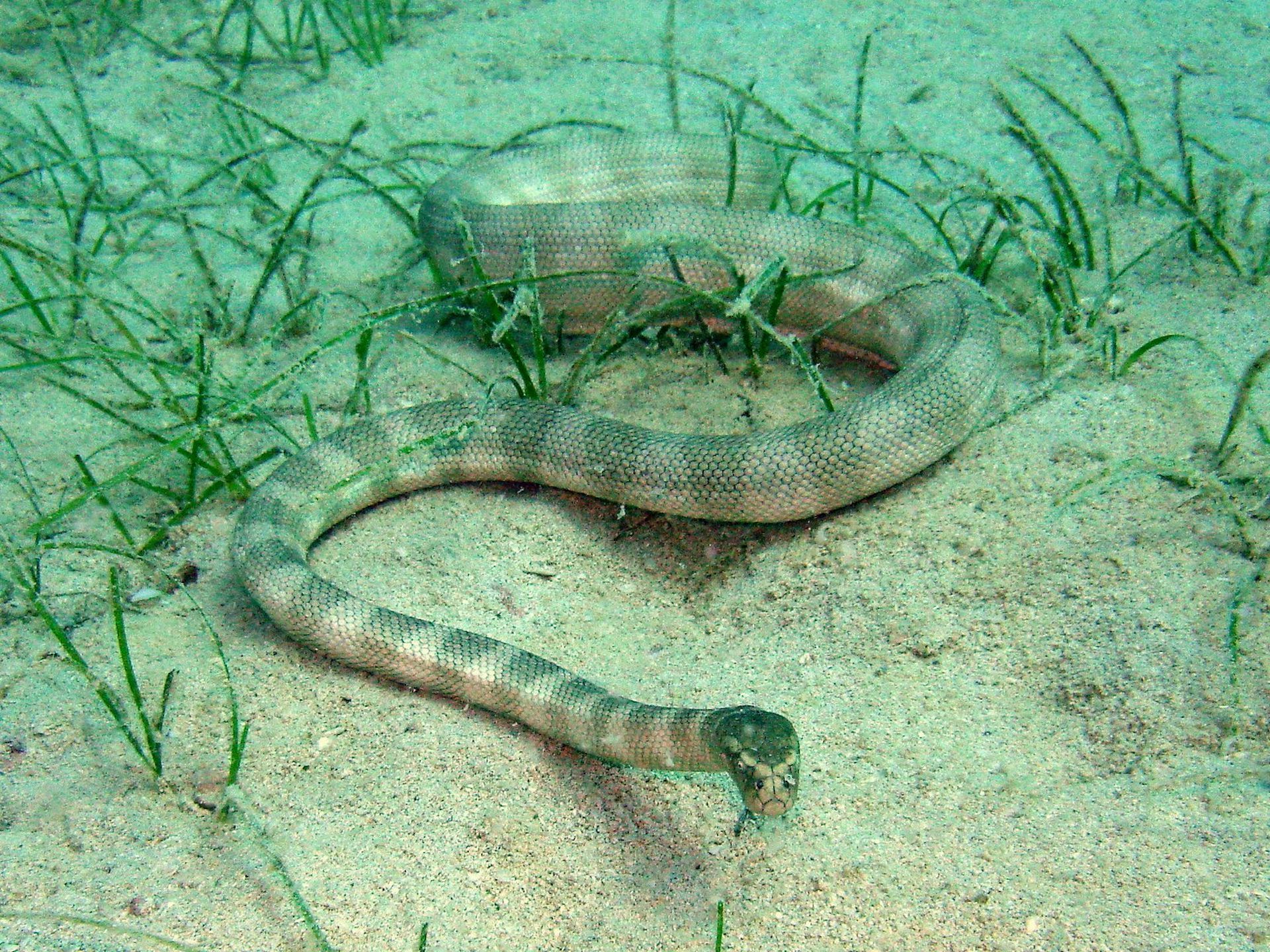 1920x1440 Deep breath: this sea snake gathers oxygen through its forehead